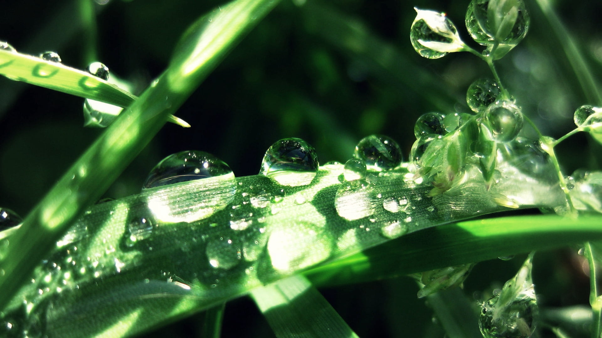 backgrounds, plant part, growth, animal wildlife, transparent, no People, green Color, liquid, 1080P, abstract, outdoors, rain, leaf, macro, drop, color Image, HD Wallpaper