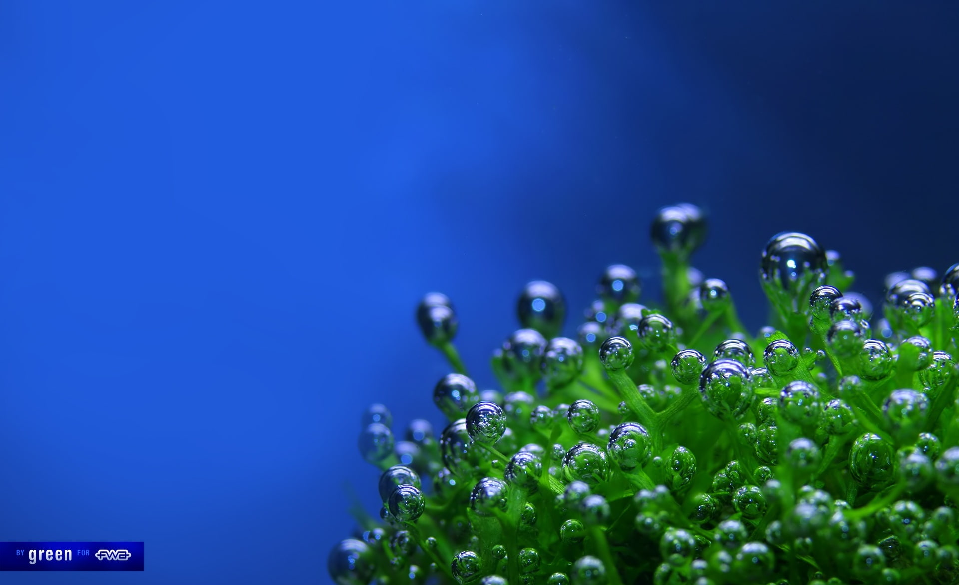 wet, flower, drop, plant, studio shot, no people, Aero, nature, growth, colored background, water, plant part, dew, freshness, Creative, leaf, blue, selective focus, HD Wallpaper