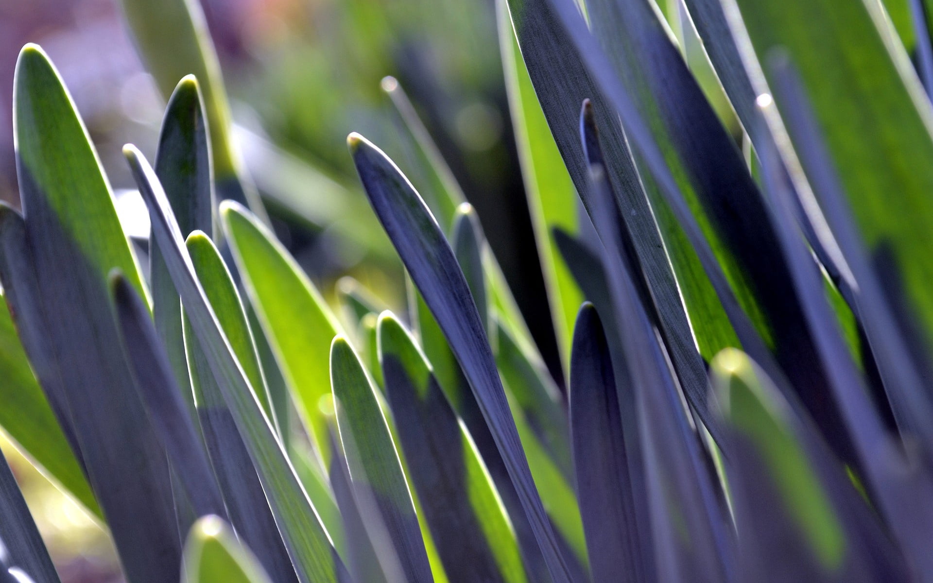 grass, outdoors, 1080P, land, purple, plant part, nature, soft focus, spring, sunlight, freshness, natural condition, blade of grass, beauty in nature, HD Wallpaper