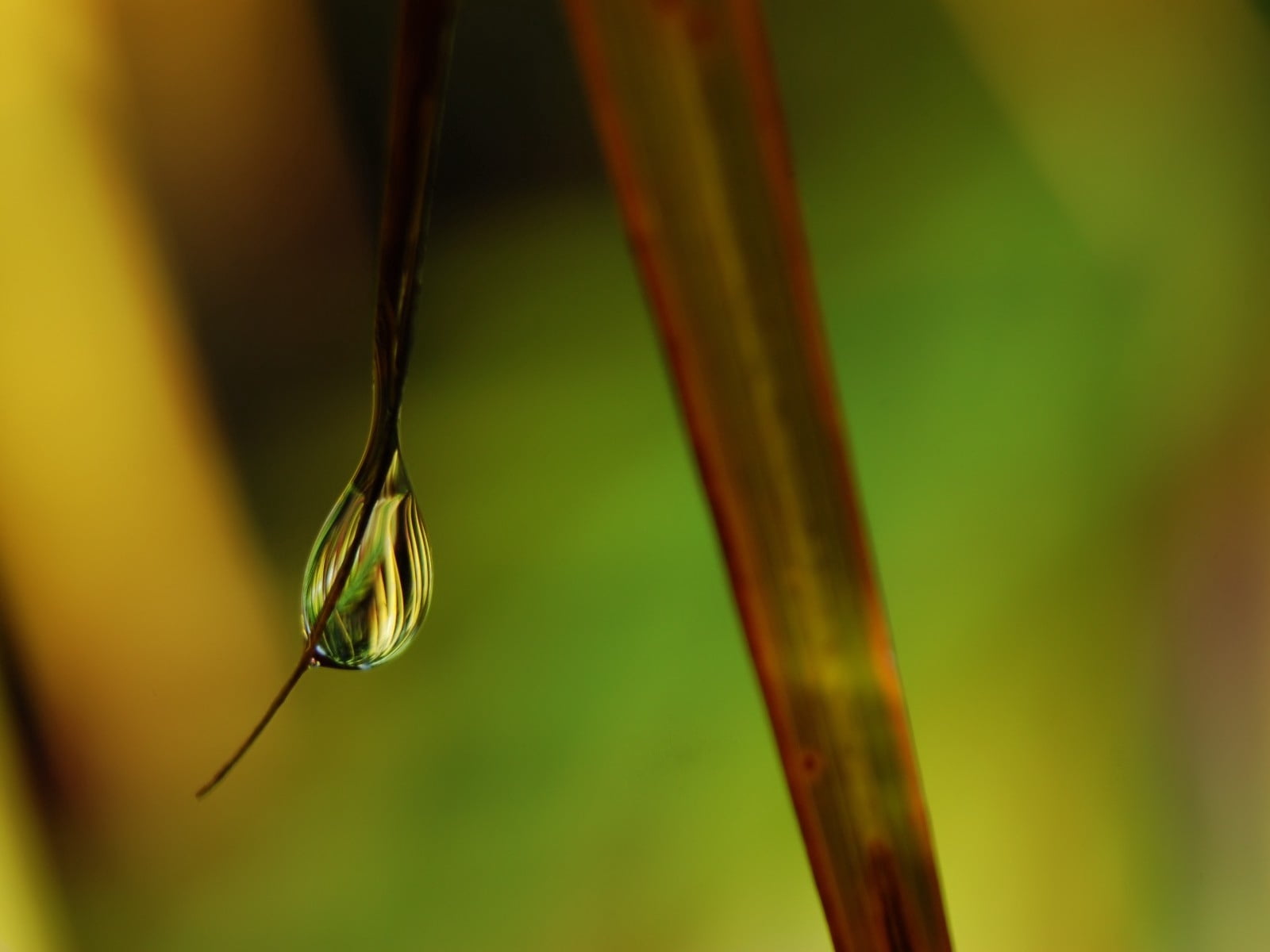 no People, drop, wet, leafed, nature, color Image, backgrounds, close-up, dew, shine, focus on foreground, beauty In Nature, selective Focus, vulnerability, HD Wallpaper