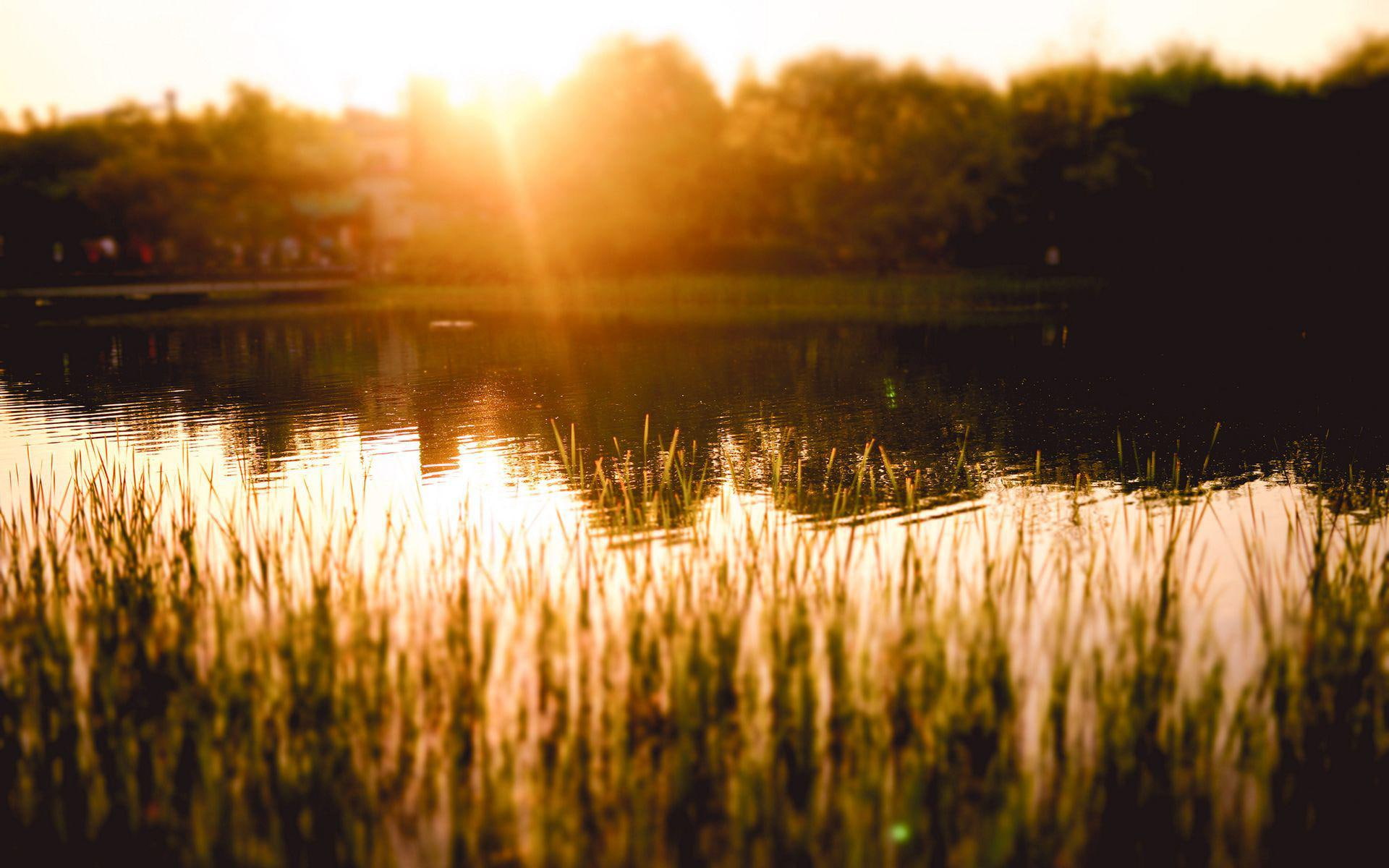 1920x1200, reflecting, grass, plant, sunlight, linear, leafed, pond, green, 1080P, photography, HD Wallpaper