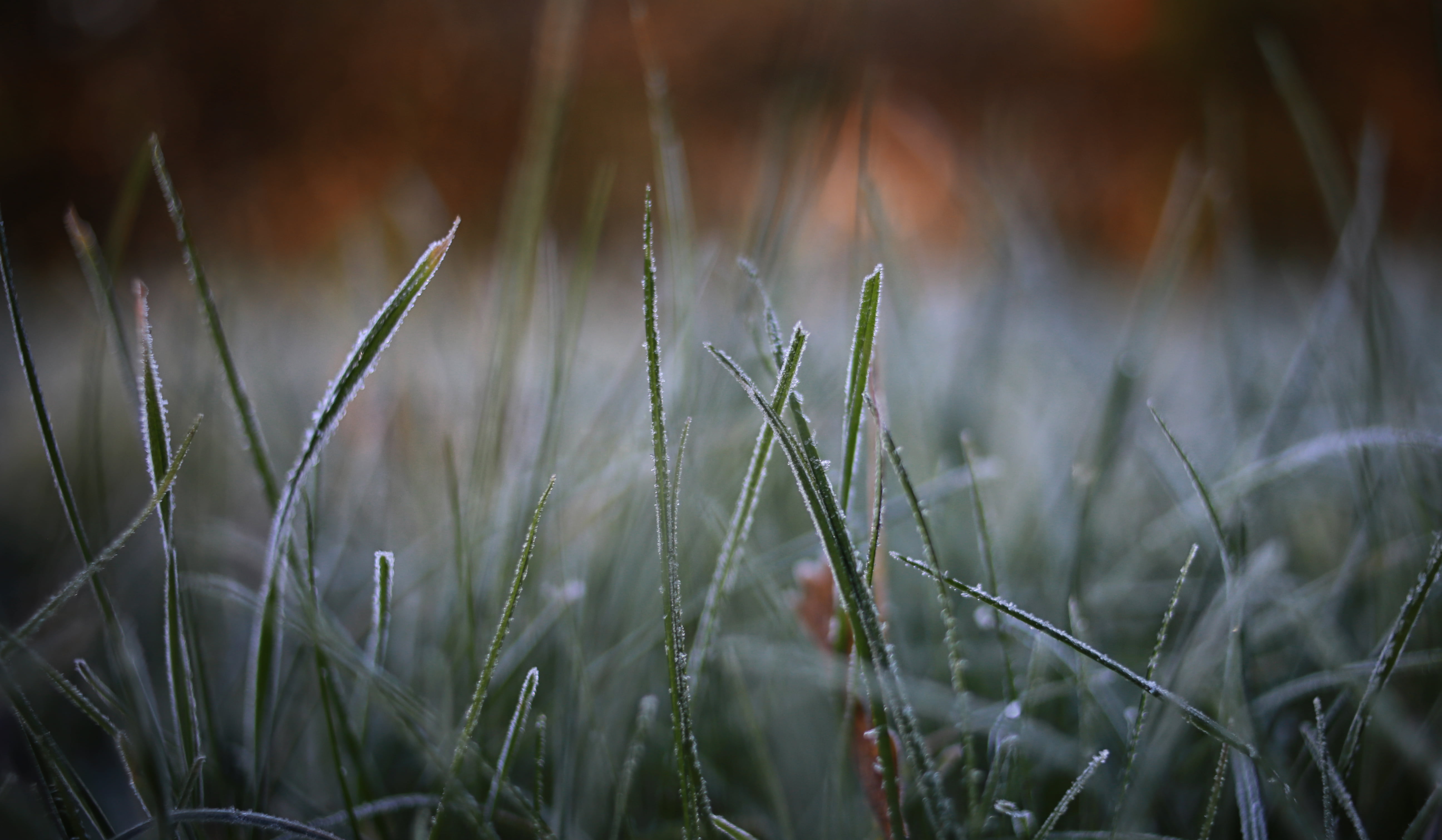 freshness, grass, dew, springtime, green Color, outdoors, 5K, nature, frozen, green, grass  green, summer, close-up, backgrounds, Morgen, natural light, HD Wallpaper