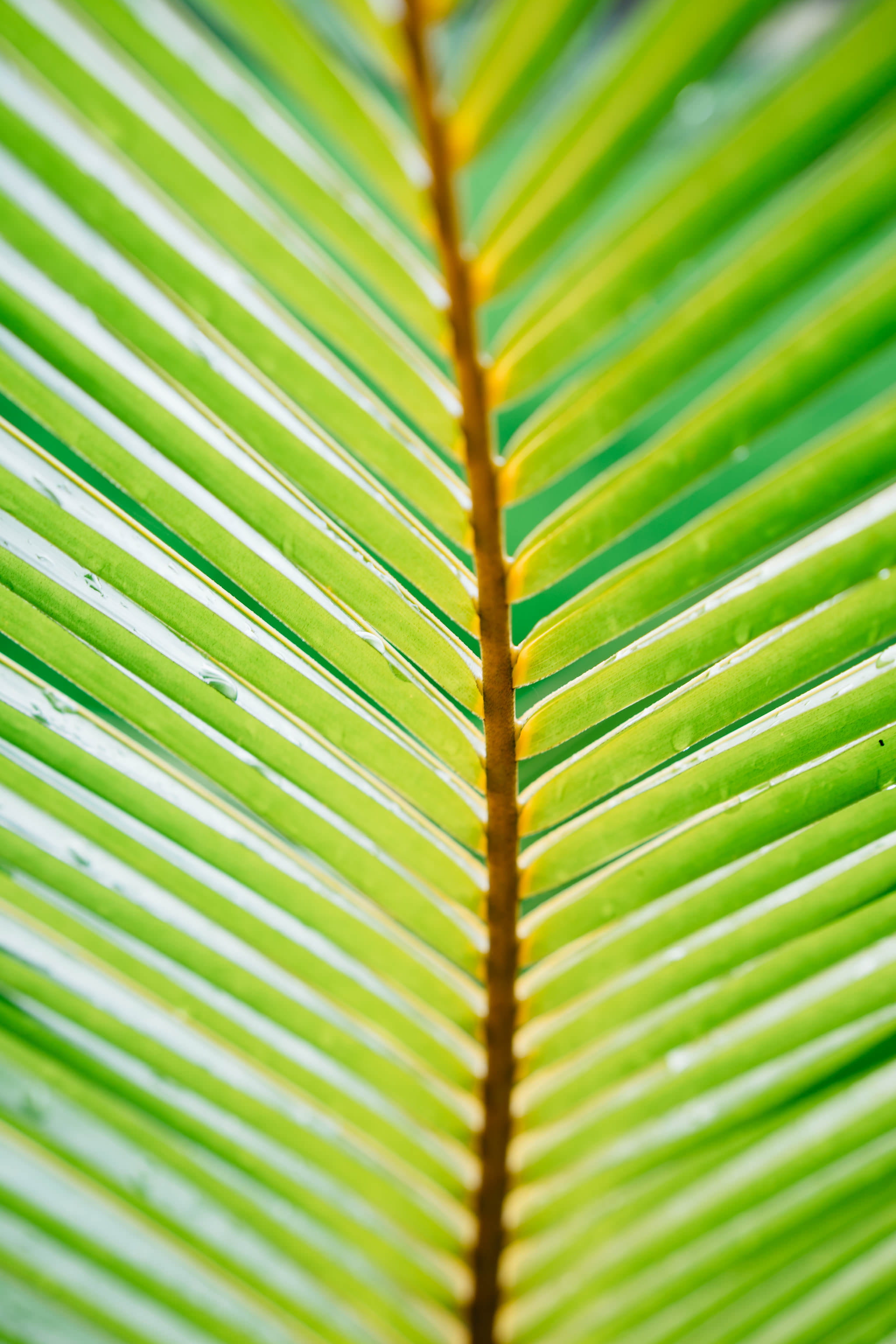 plant part, palm, plant, photo, selective focus, nature, closeup, 2K, tropical climate, linear, frond, beauty in nature, leave, growth, outdoors, structure, Phone HD Wallpaper