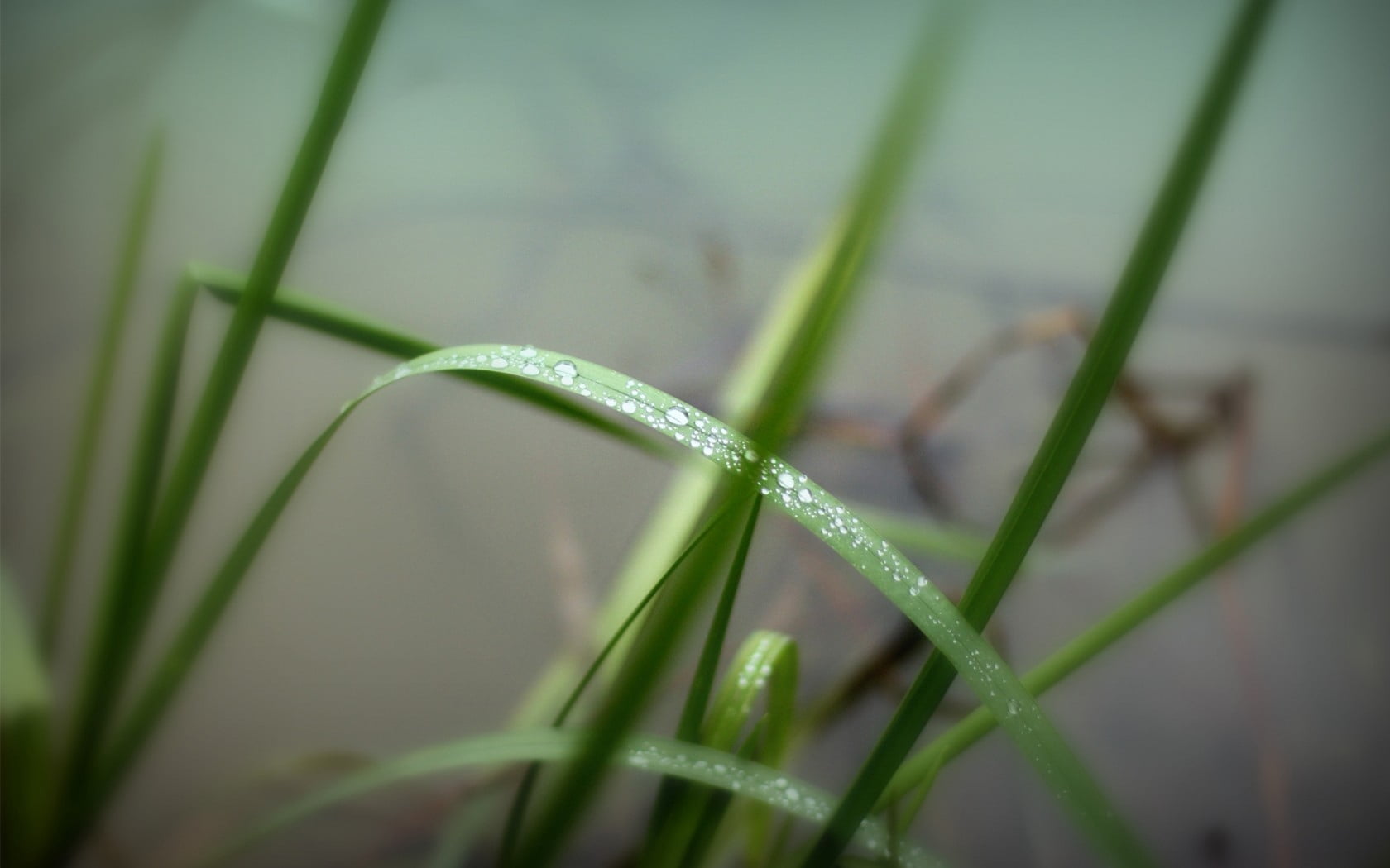 growth, raindrop, beauty in nature, vulnerability, linear, purity, focus on foreground, close-up, 720P, plant, green color, water, blade of grass, drops, HD Wallpaper