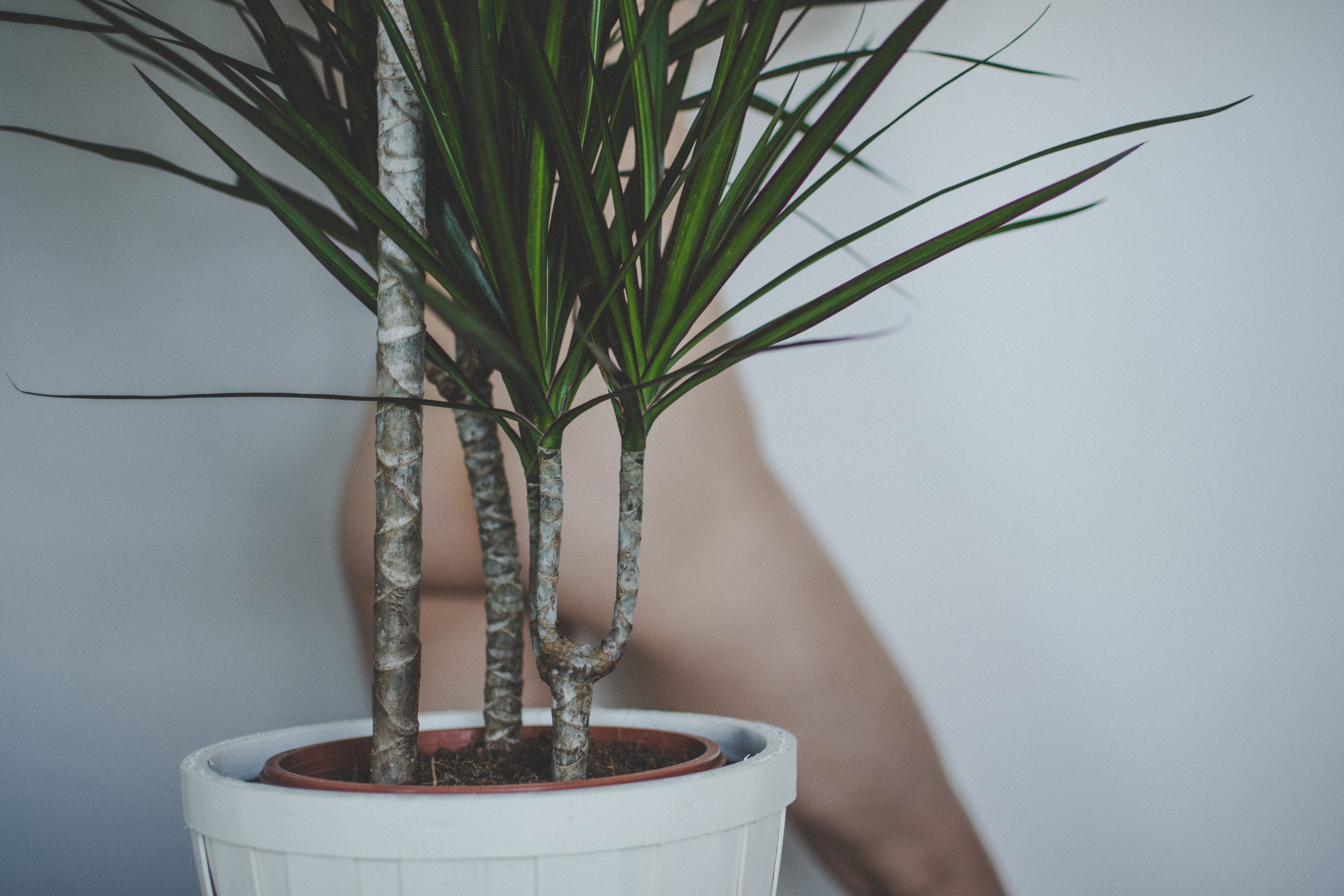 pot, plant part, green color, leaf, houseplant, growth, still life, wall - building feature, green, 5K, plant, table, focus on foreground, close-up, white, HD Wallpaper