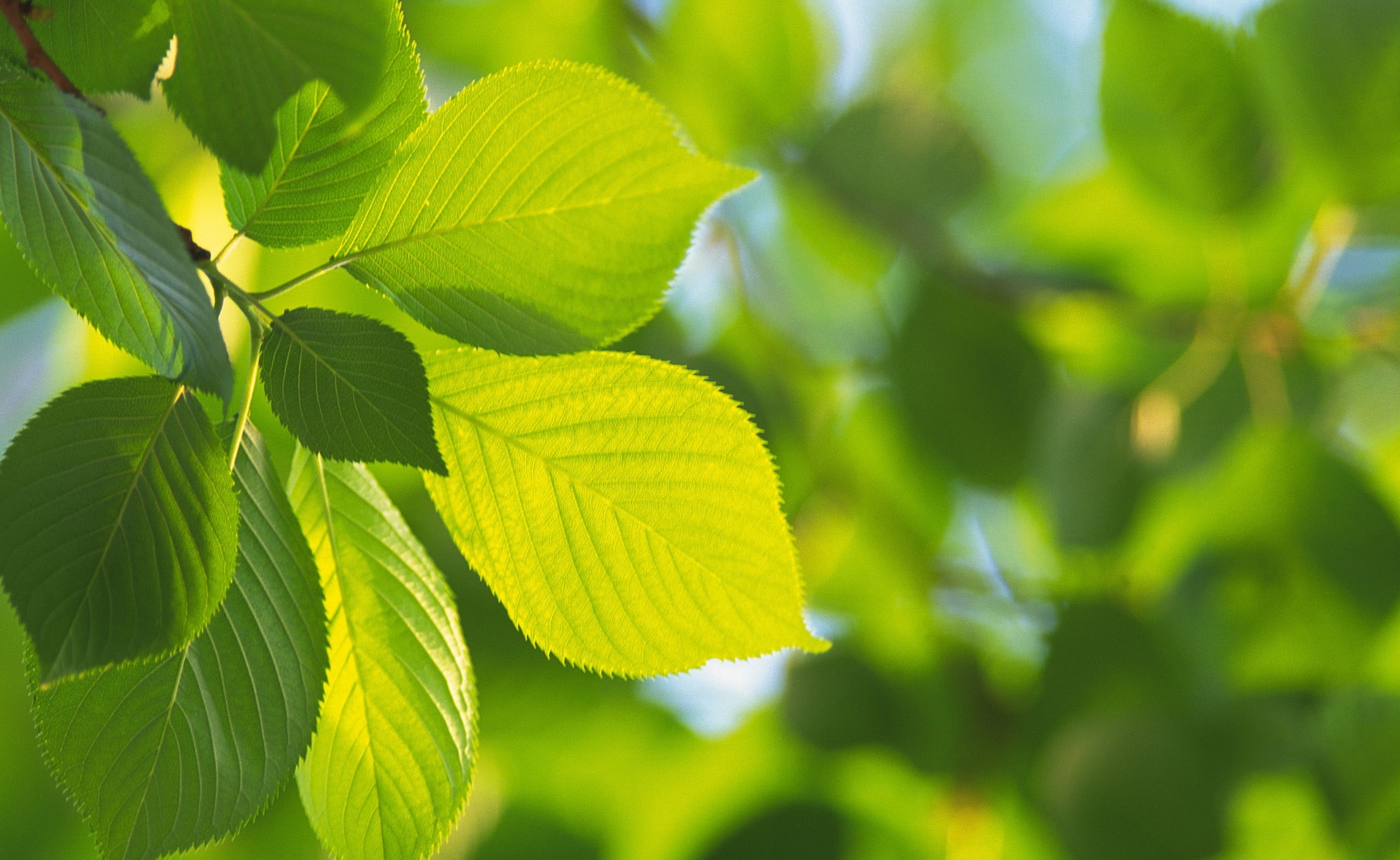 growth, green color, no people, green, Aero, plant, branch, foliage, fruit, ripe, Leaves, Tree, sunlight, summer, food, Fresh, leaf, outdoors, close-up, HD Wallpaper
