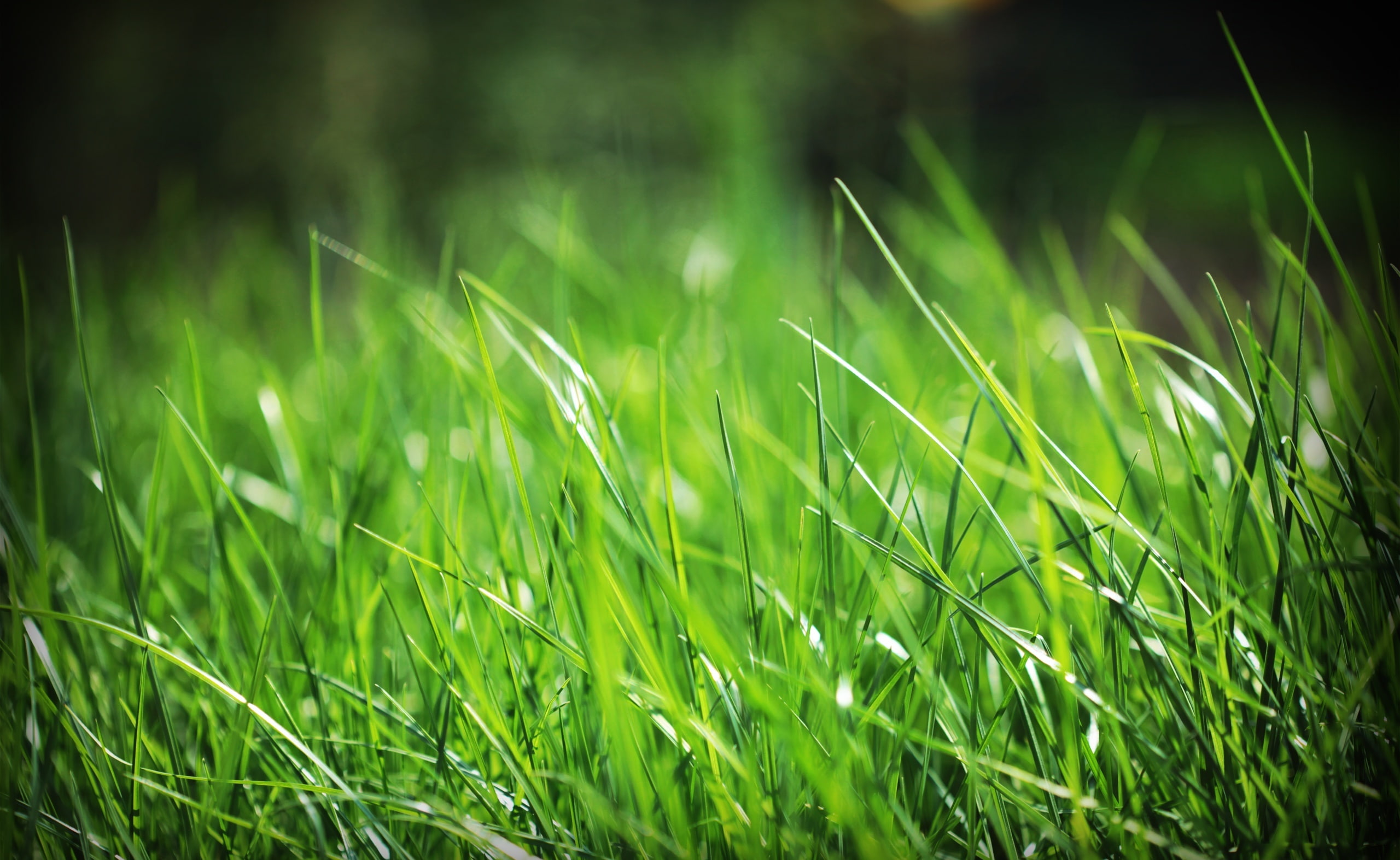 agriculture, Aero, land, outdoors, plants, no people, landscape, growth, blade of grass, 2K, plant, selective focus, Grass, Fresh, green color, nature, HD Wallpaper