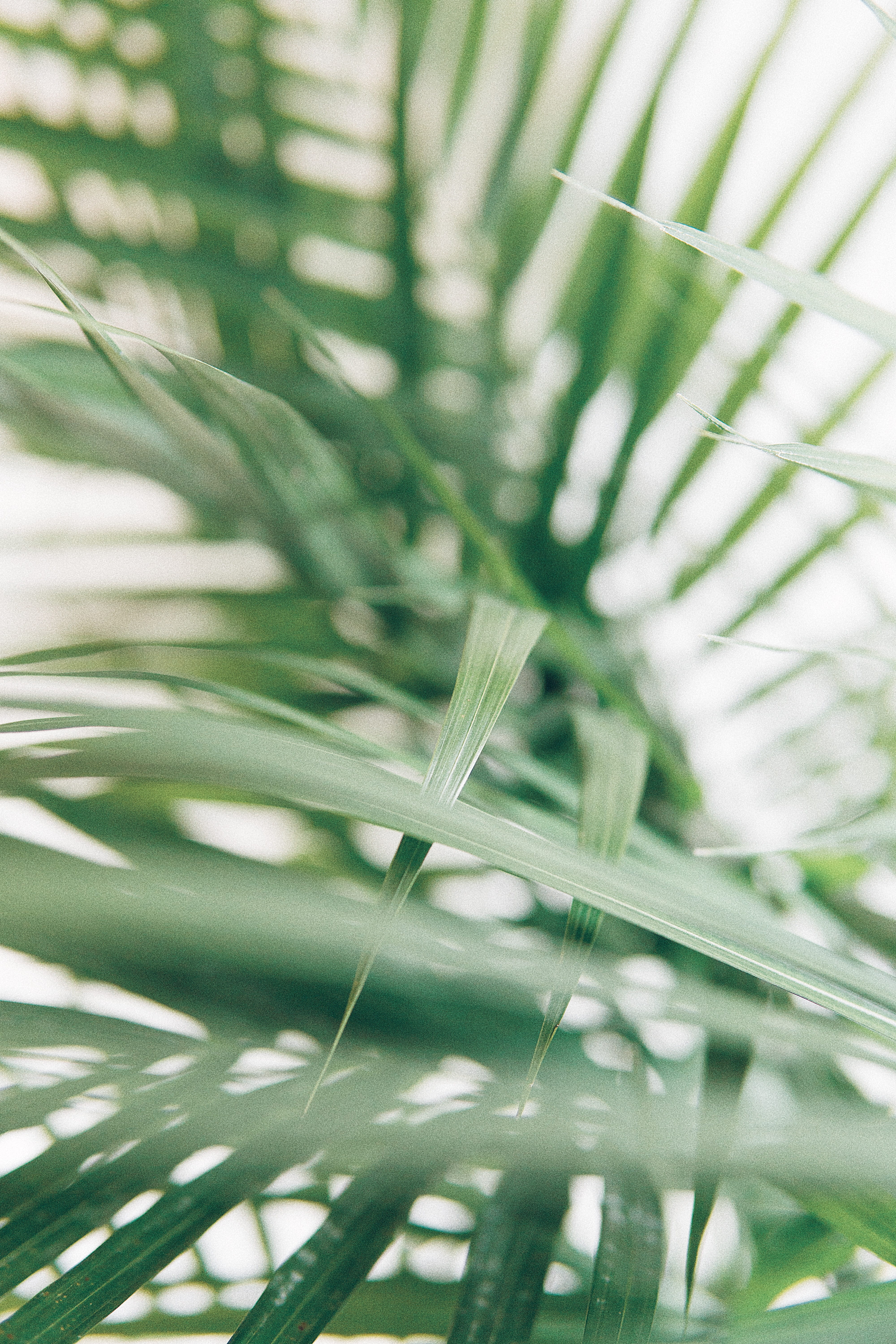 botany, blade of grass, plant part, palm, freshness, no people, horticulture, fern, white wall, focus on foreground, photo, plants, grass, beauty in nature, Phone HD Wallpaper