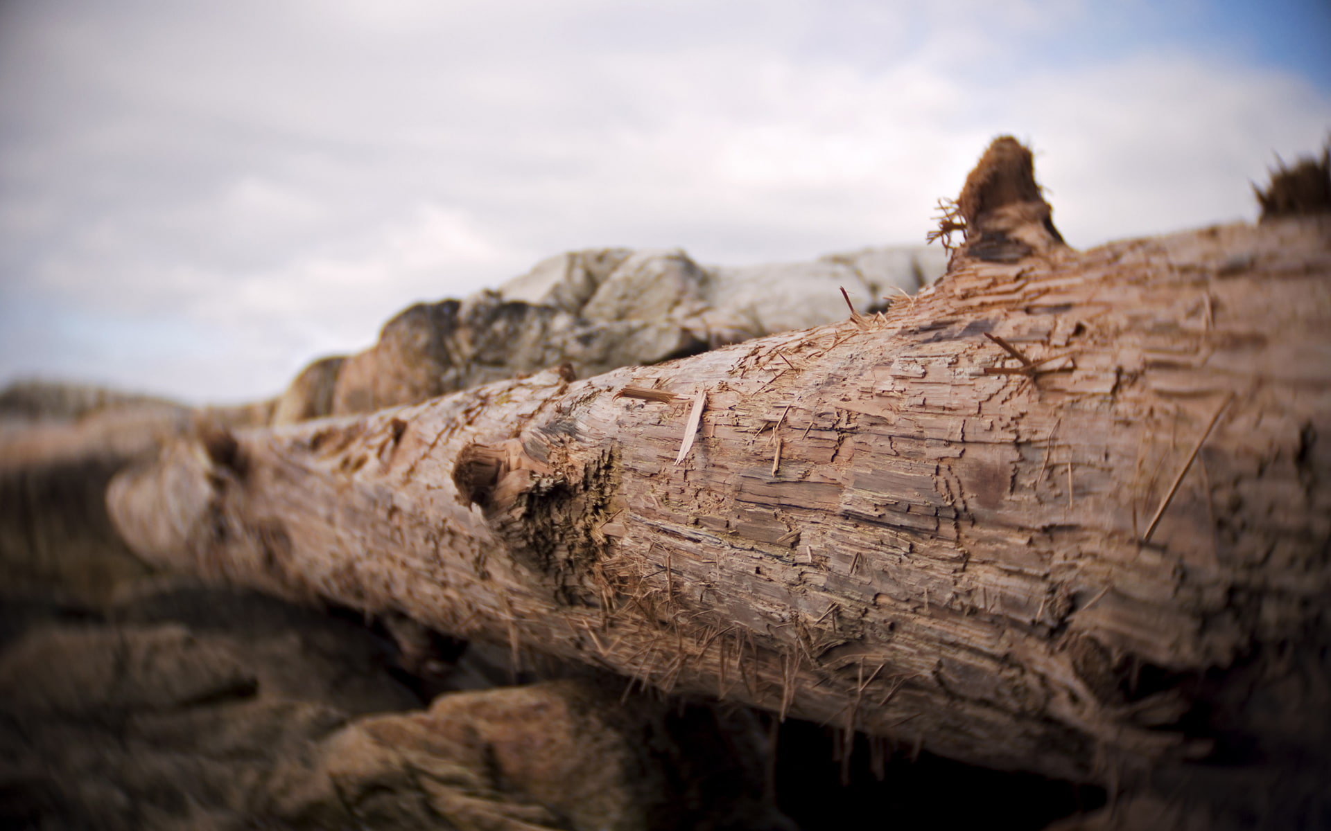 log, macro, nature, 1080P, hd, wood, HD Wallpaper