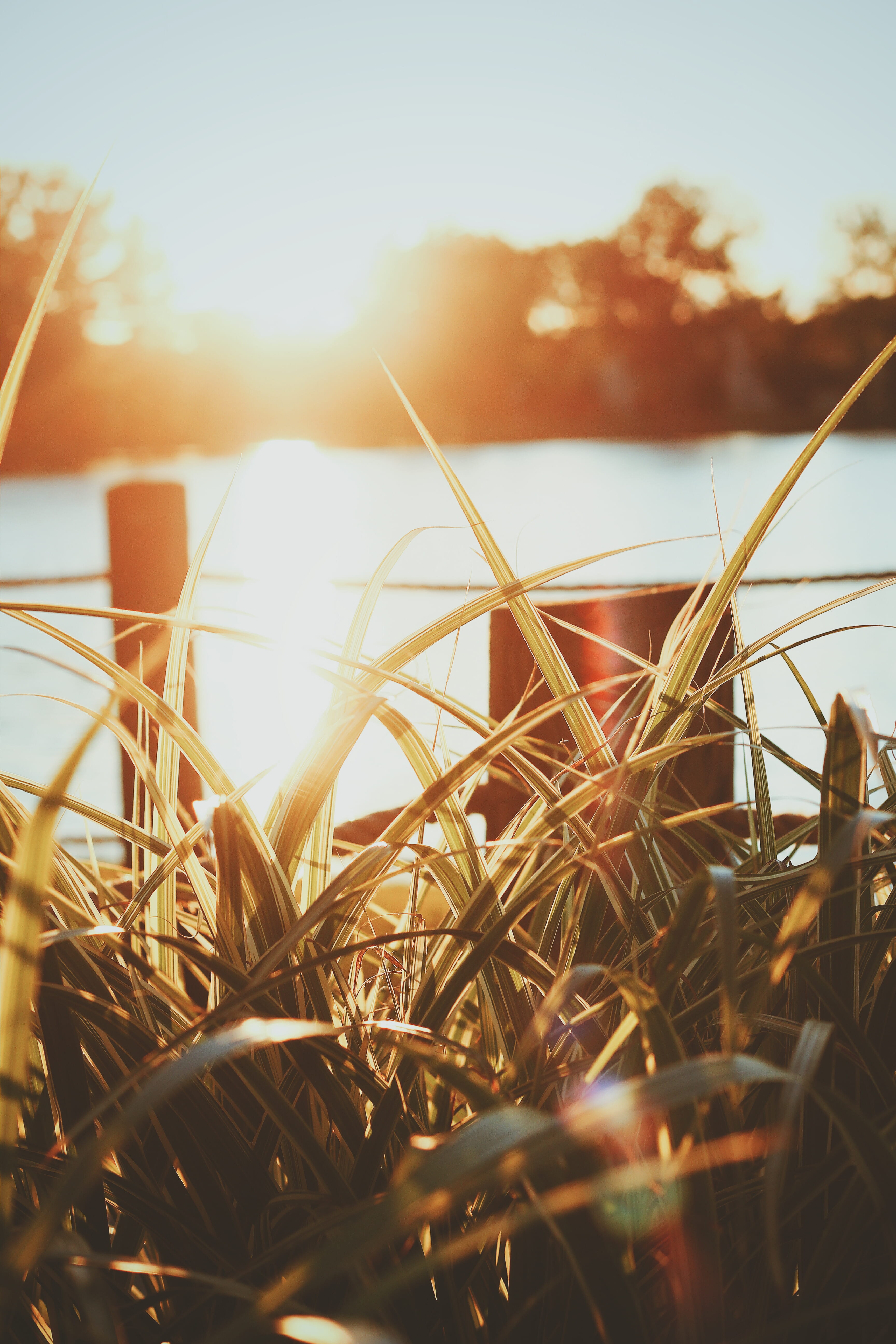 water, close-up, tranquility, lens flare, golden, photography, growth, sunlight, lake, sunset, closeup, blade of grass, sunrise, green, photo, grass, agriculture, Phone HD Wallpaper