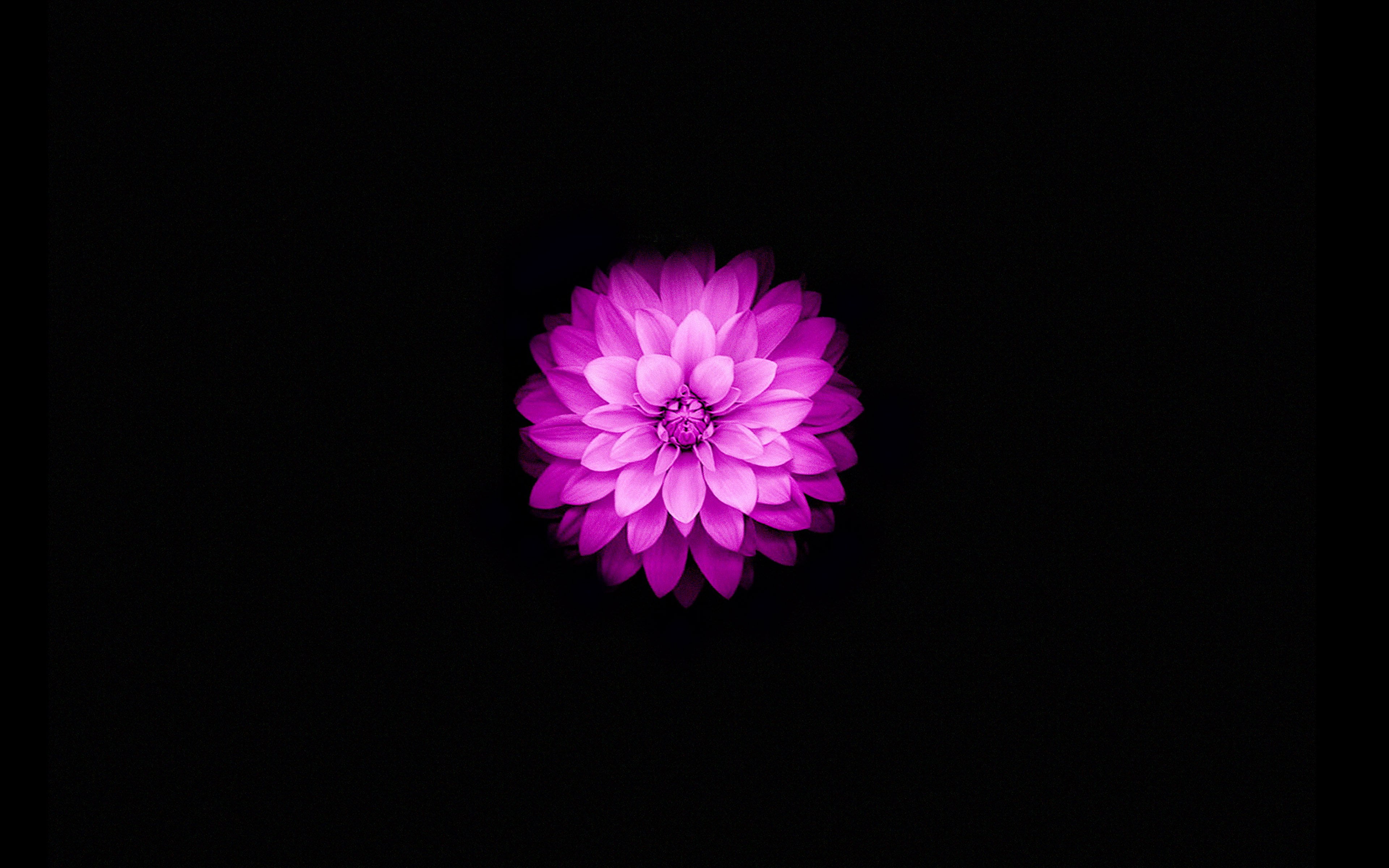 growth, black background, fragility, iphone6, lotus, no people, flowering plant, nature, beauty in nature, flower head, petal, copy space, vulnerability, HD Wallpaper
