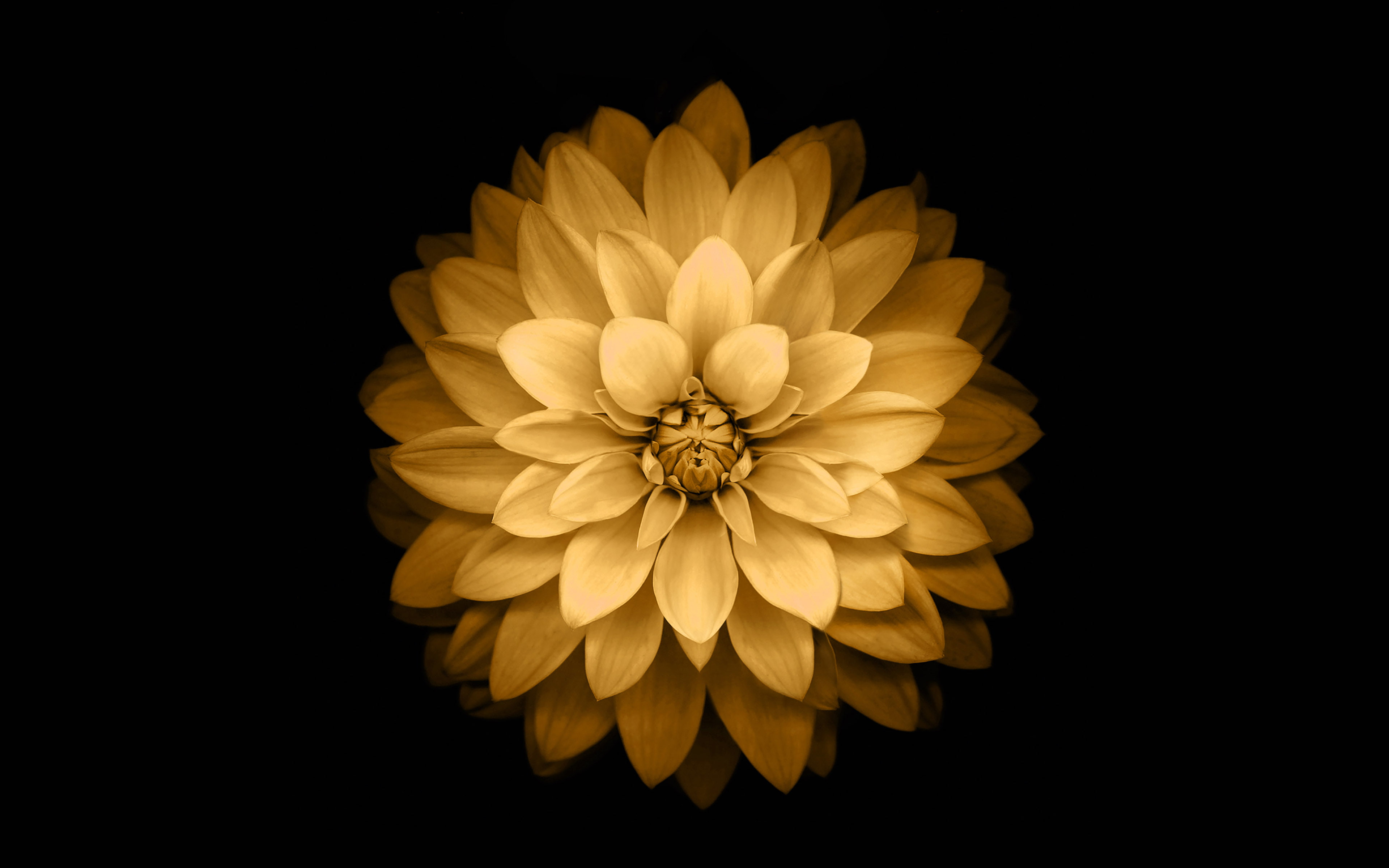 plus, ios8, iphone6, apple, 4K, lotus, yellow, flower, HD Wallpaper