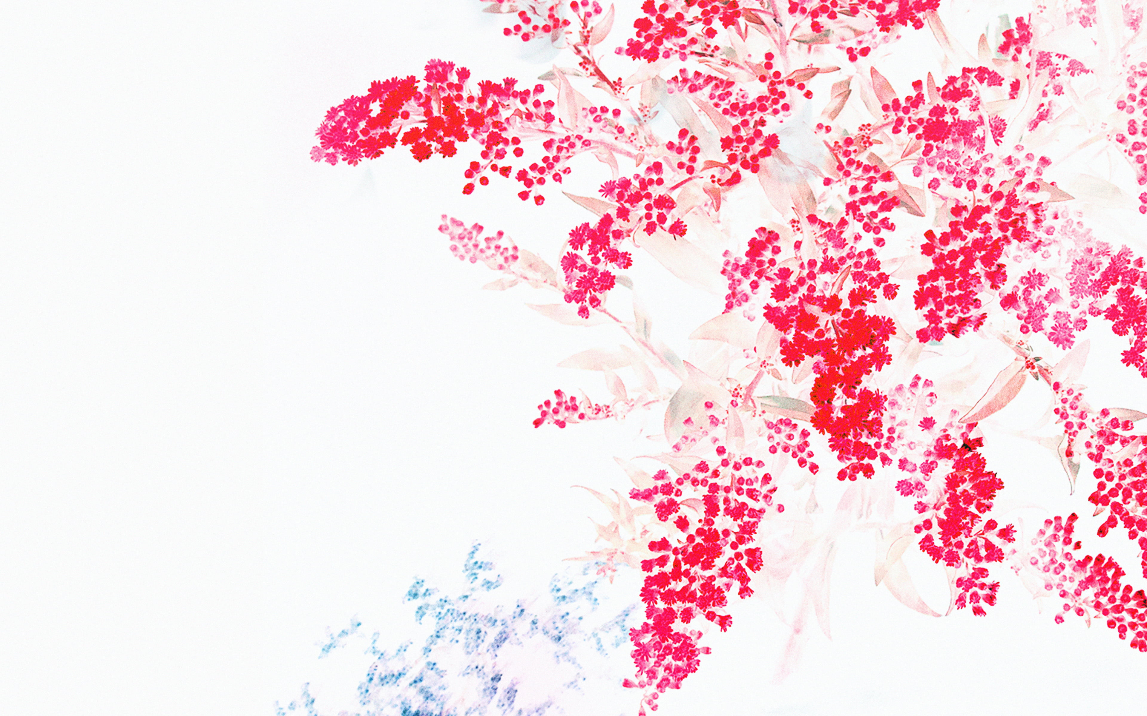 fragility, no people, indoors, freshness, white, flowering plant, plant, vulnerability, nature, iphone6s, flower head, growth, pink color, petal, close-up, HD Wallpaper