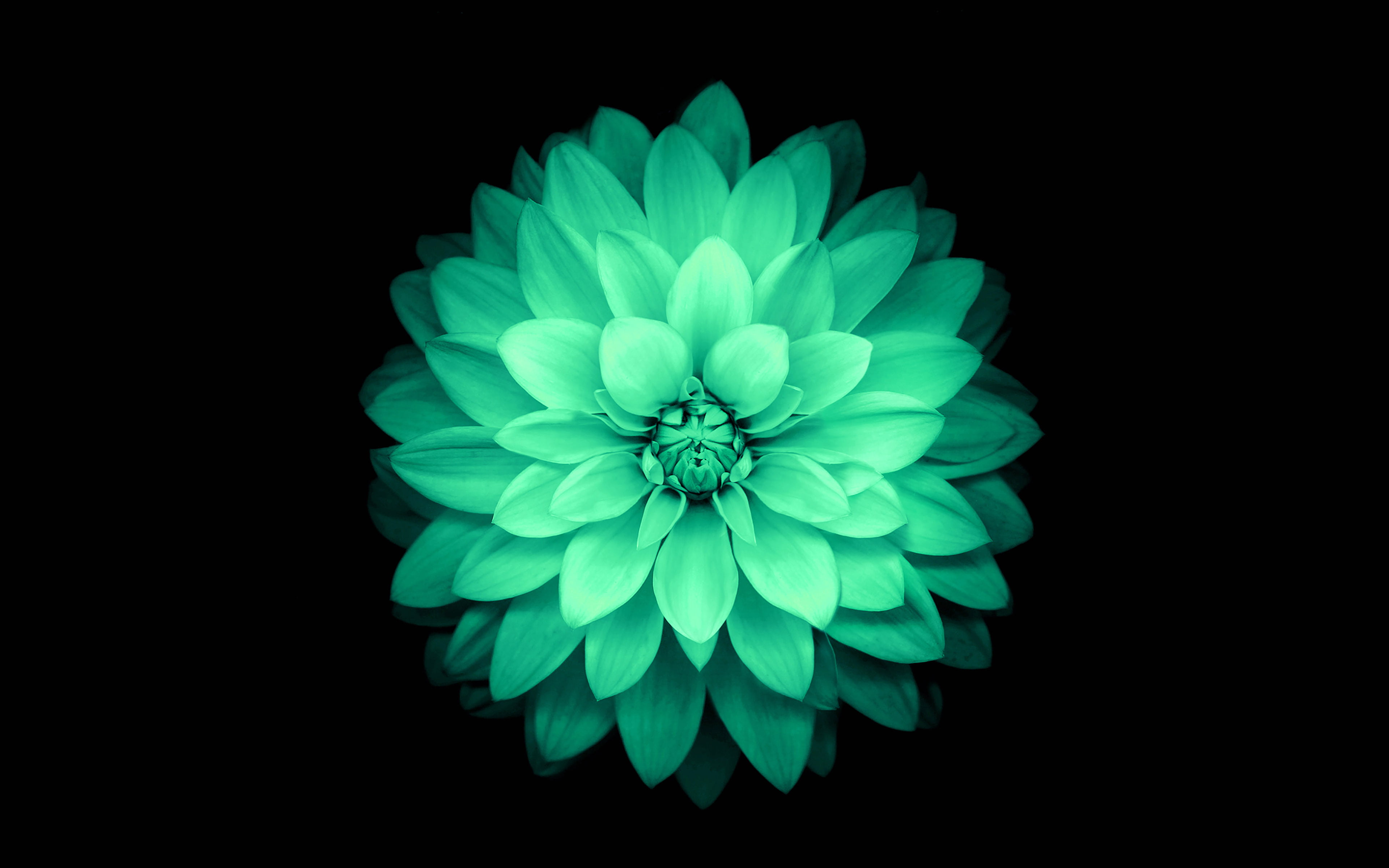 vulnerability, close-up, flower, blue, apple, plant, 4K, cut out, flowering plant, pattern, ios8, flower head, green, petal, no people, beauty in nature, HD Wallpaper