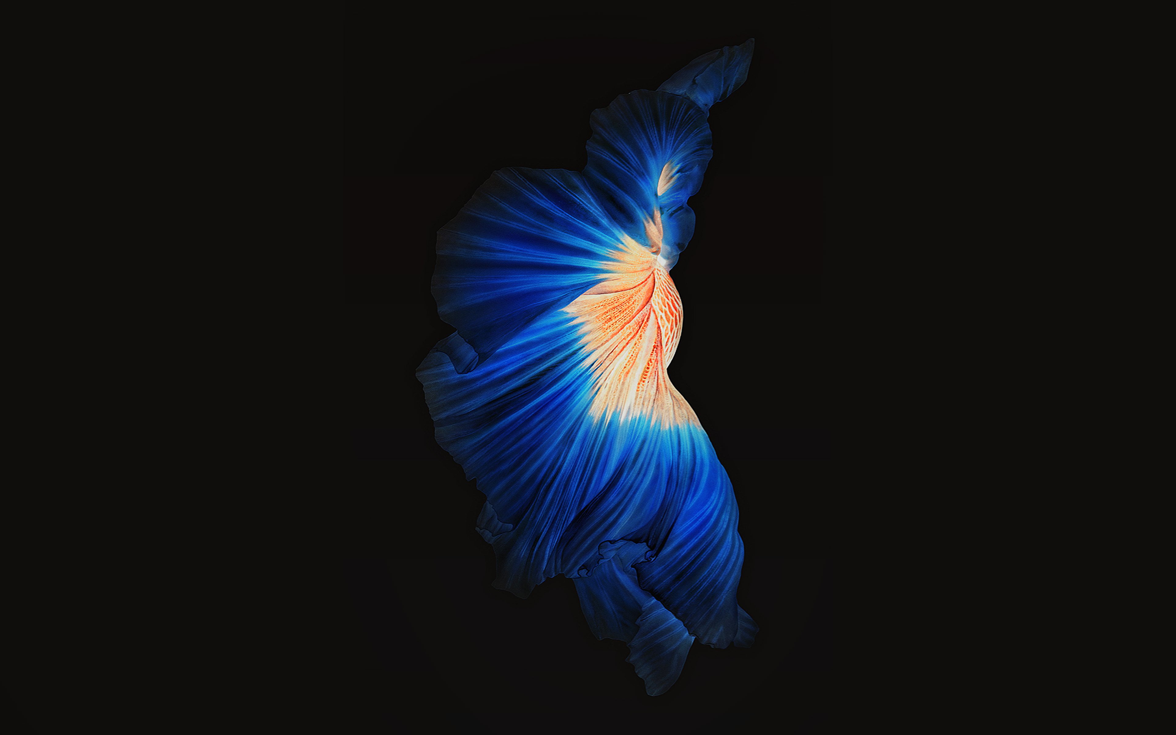 multi colored, iphone6, swimming, no people, tail fin, copy space, indoors, black background, beauty in nature, blue, ios9, fish, photo, one animal, animal, HD Wallpaper