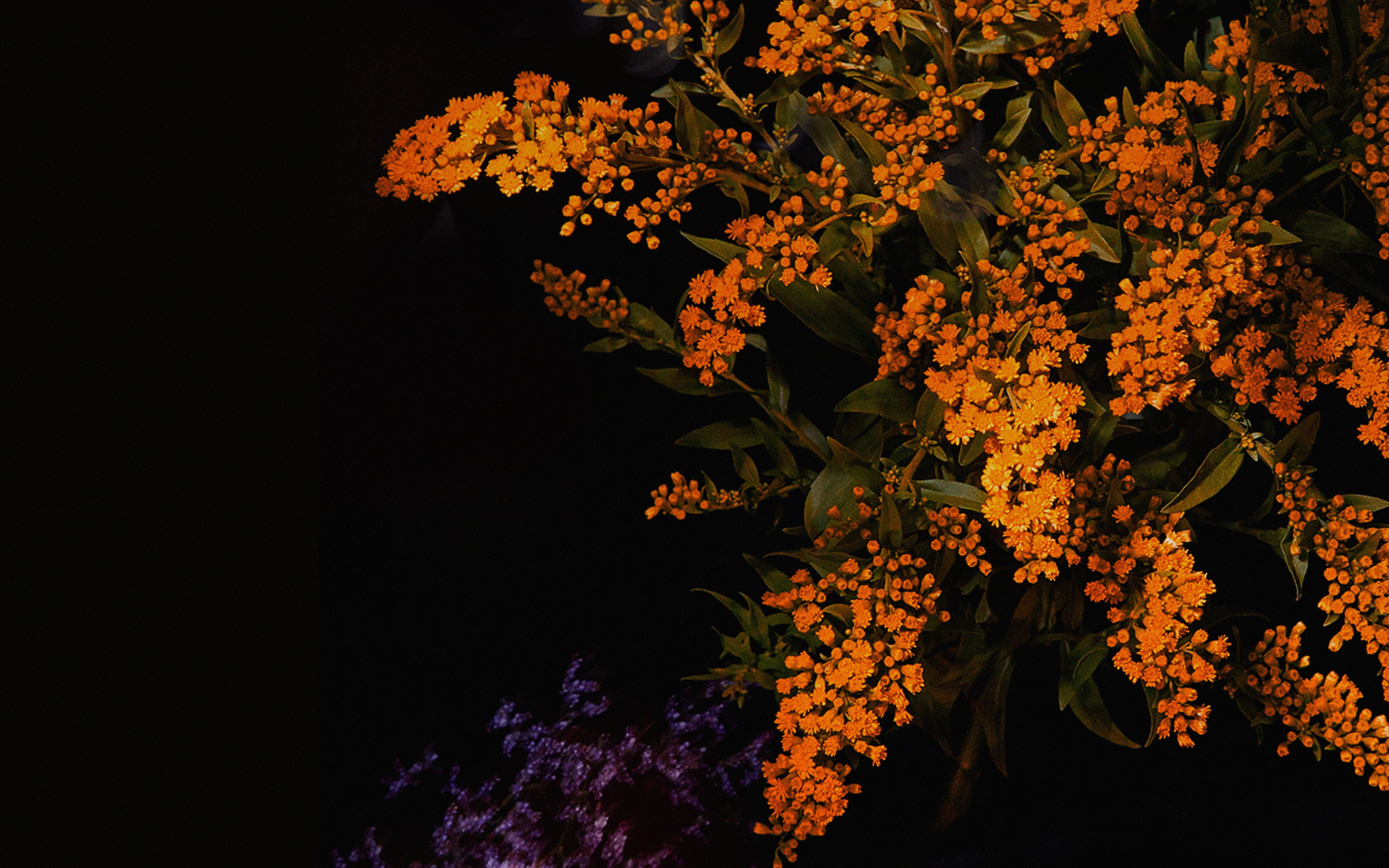 botany, flowering plant, freshness, flower, close-up, bunch of flowers, branch, inflorescence, night, dark, orange, flower head, no people, low angle view, HD Wallpaper