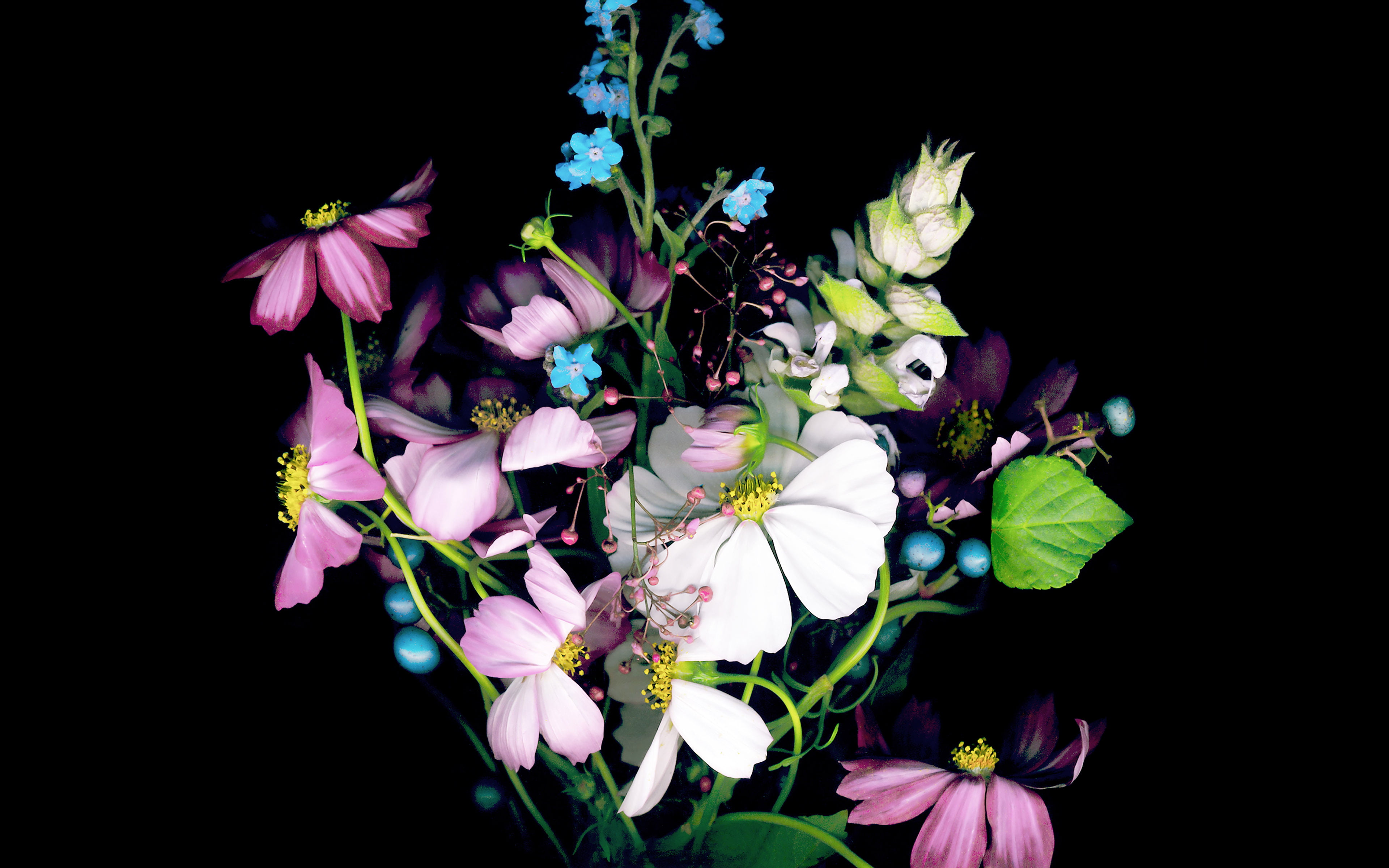 flowering plant, flower, studio shot, close-up, inflorescence, flower arrangement, flower head, petal, night, plant, bunch of flowers, nature, black background, HD Wallpaper