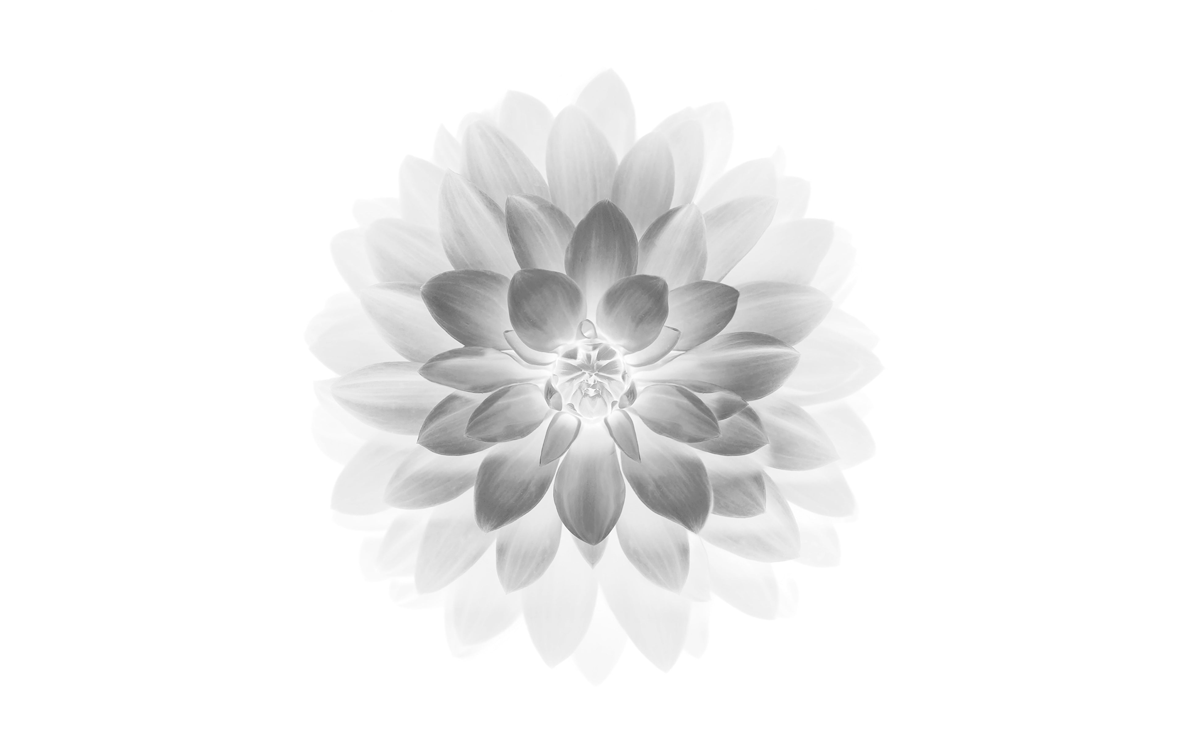 no people, copy space, pollen, lotus, iphone6, petal, white background, plant, white, flower head, vulnerability, studio shot, inflorescence, plus, indoors, HD Wallpaper