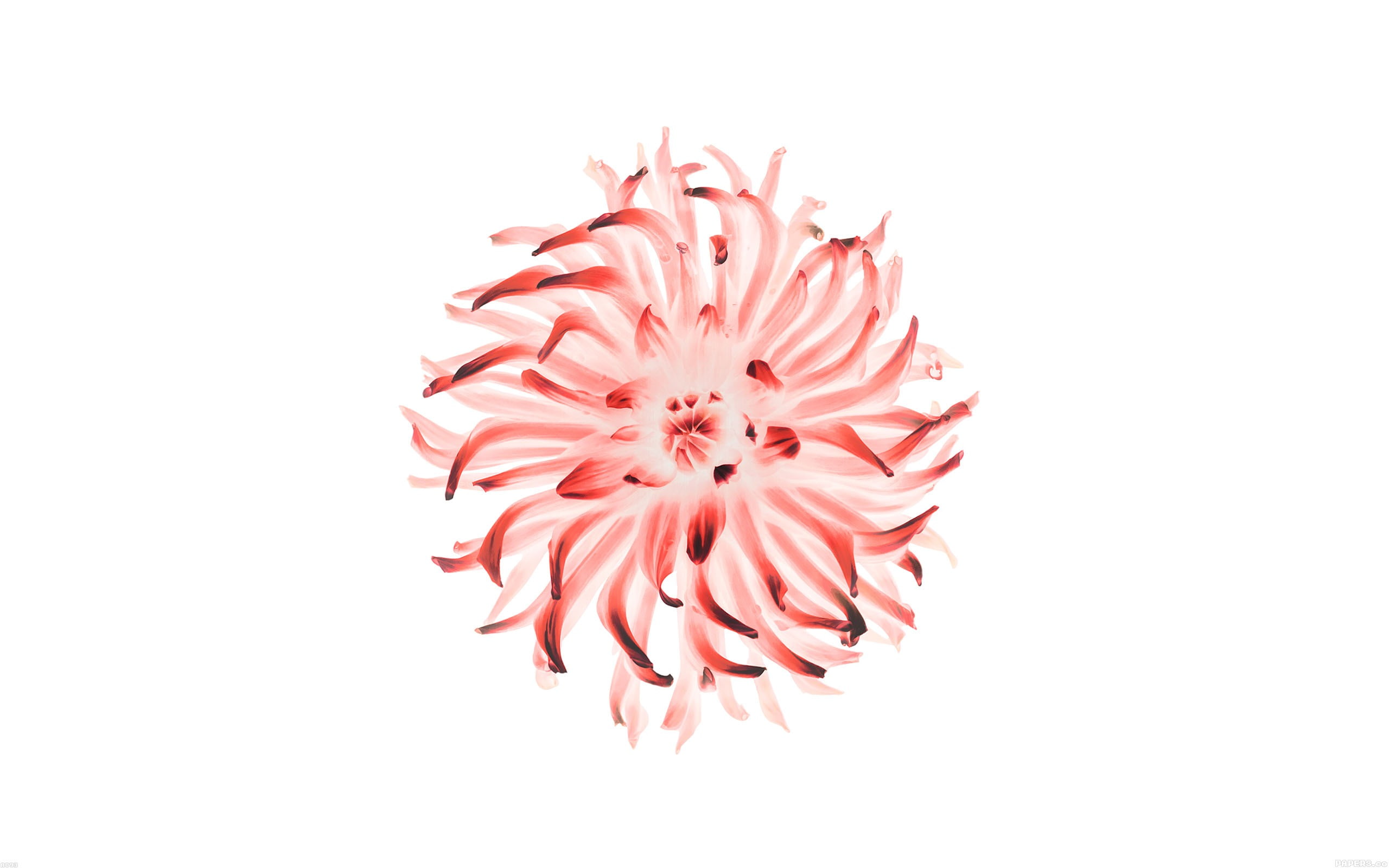 pollen, illustration, ios, no people, white background, petaled, fragility, plus, pink color, iphone, red, flower, vulnerability, apple, beauty in nature, HD Wallpaper