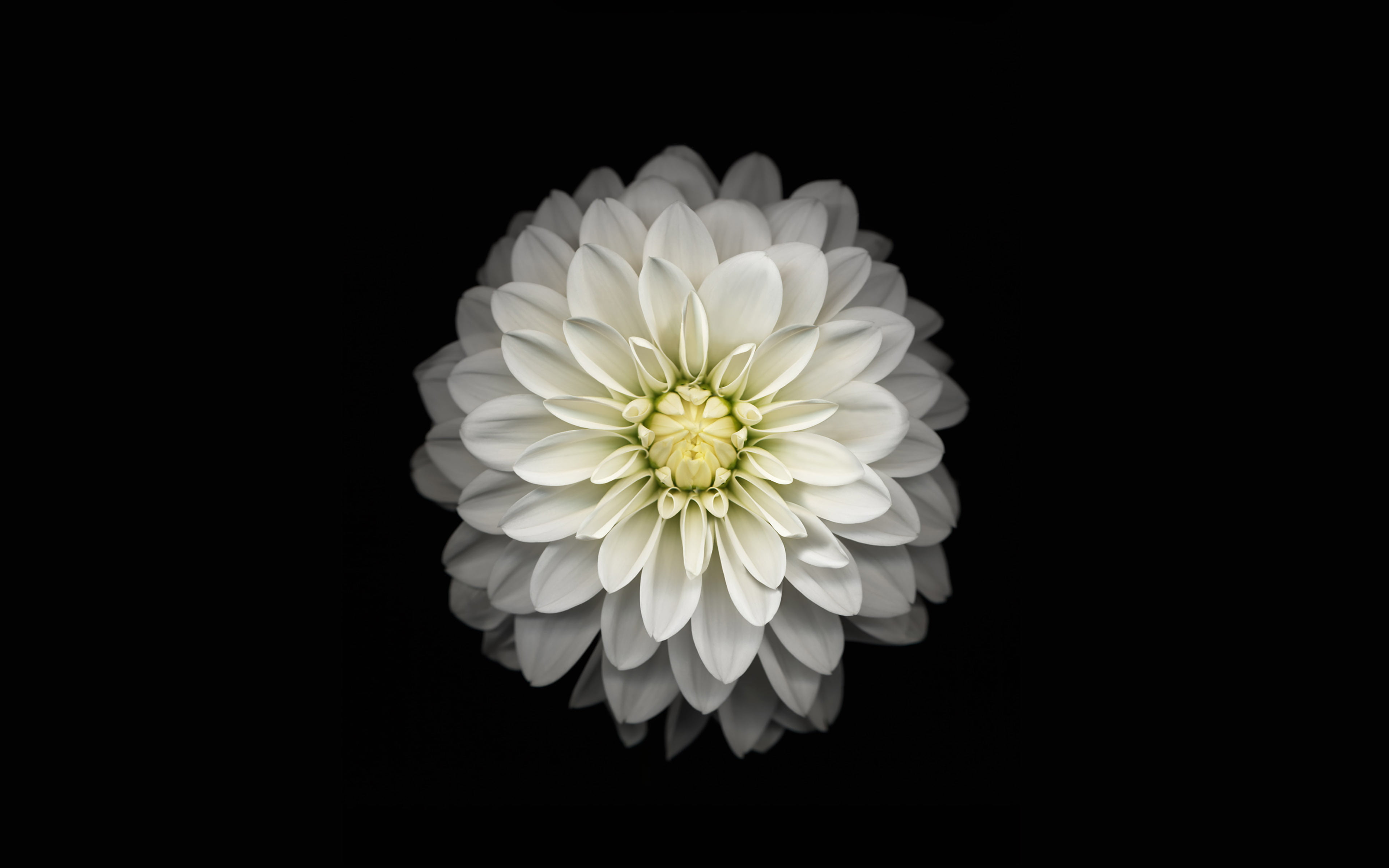 iphone6, black background, vulnerability, white, softness, flowering plant, no people, flower, cut out, flower head, indoors, fragility, 4K, beauty in nature, HD Wallpaper