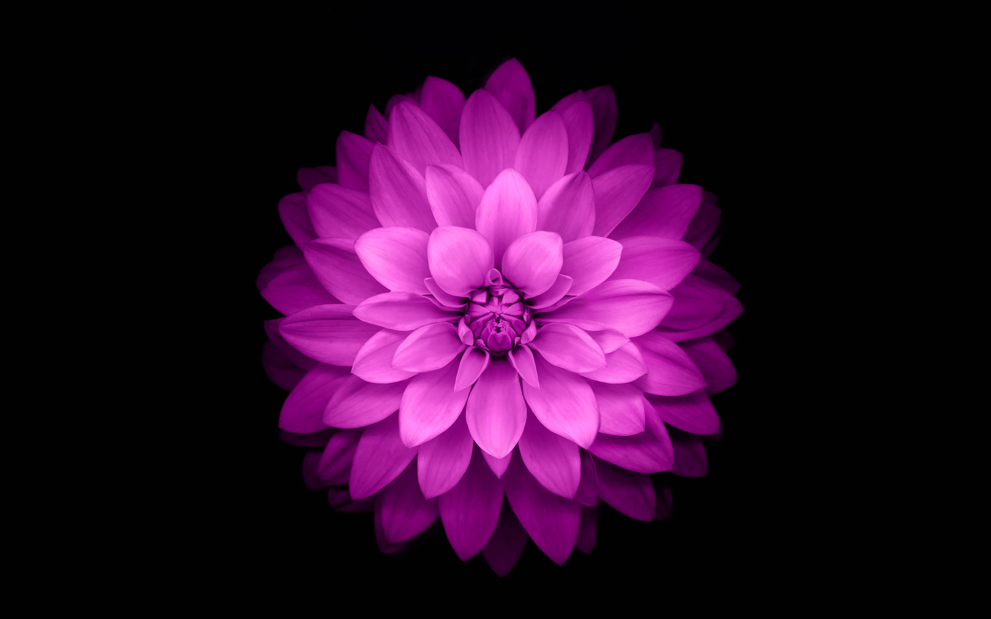 freshness, flower, dahlia, close-up, beauty in nature, studio shot, fragility, vulnerability, iphone6, black background, bunch of flowers, ios8, HD Wallpaper