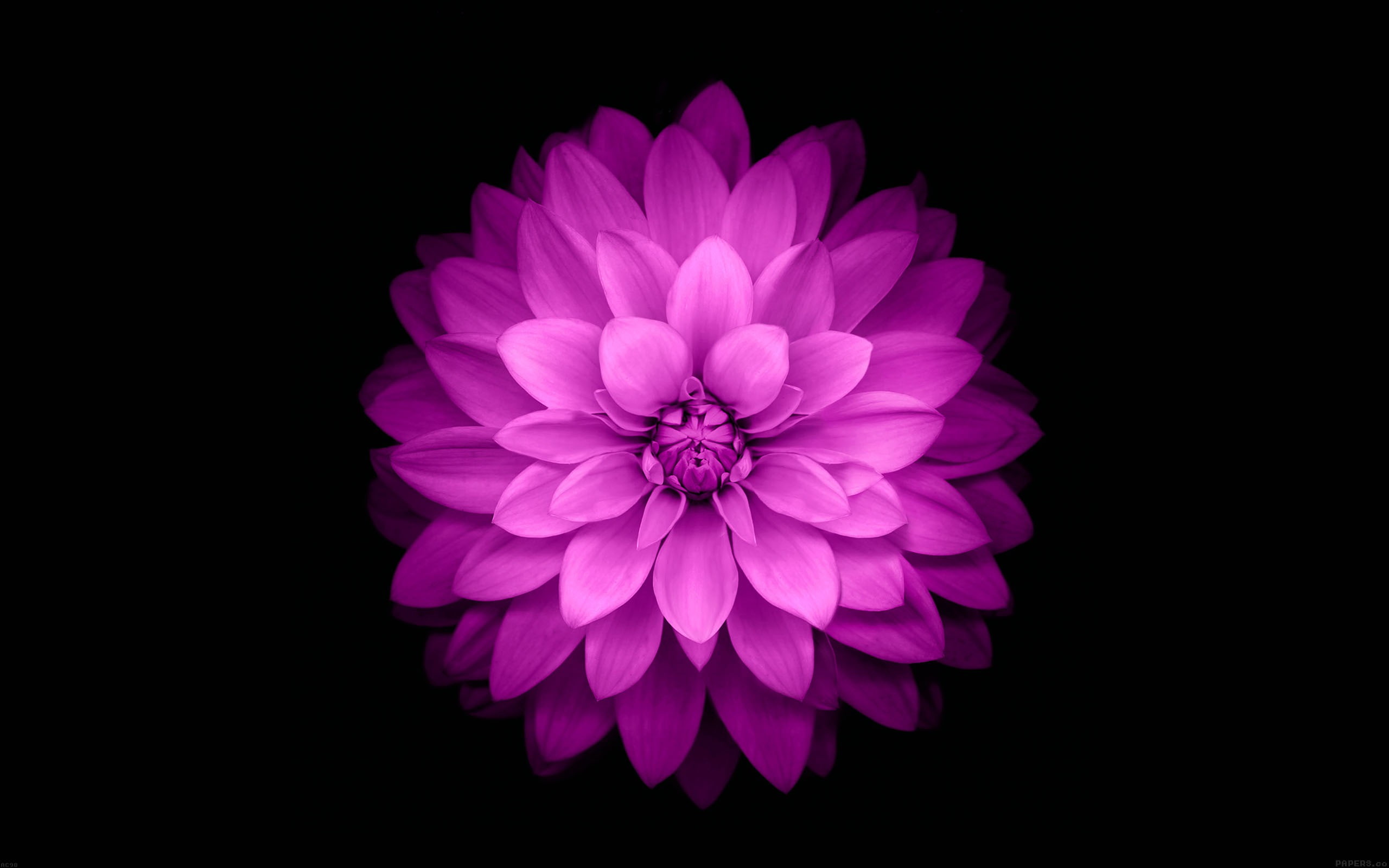 petal, flower, cut out, dahlia, ios, 2K, bunch of flowers, freshness, flowering plant, purple, red, plus, apple, pink color, plant, vulnerability, HD Wallpaper