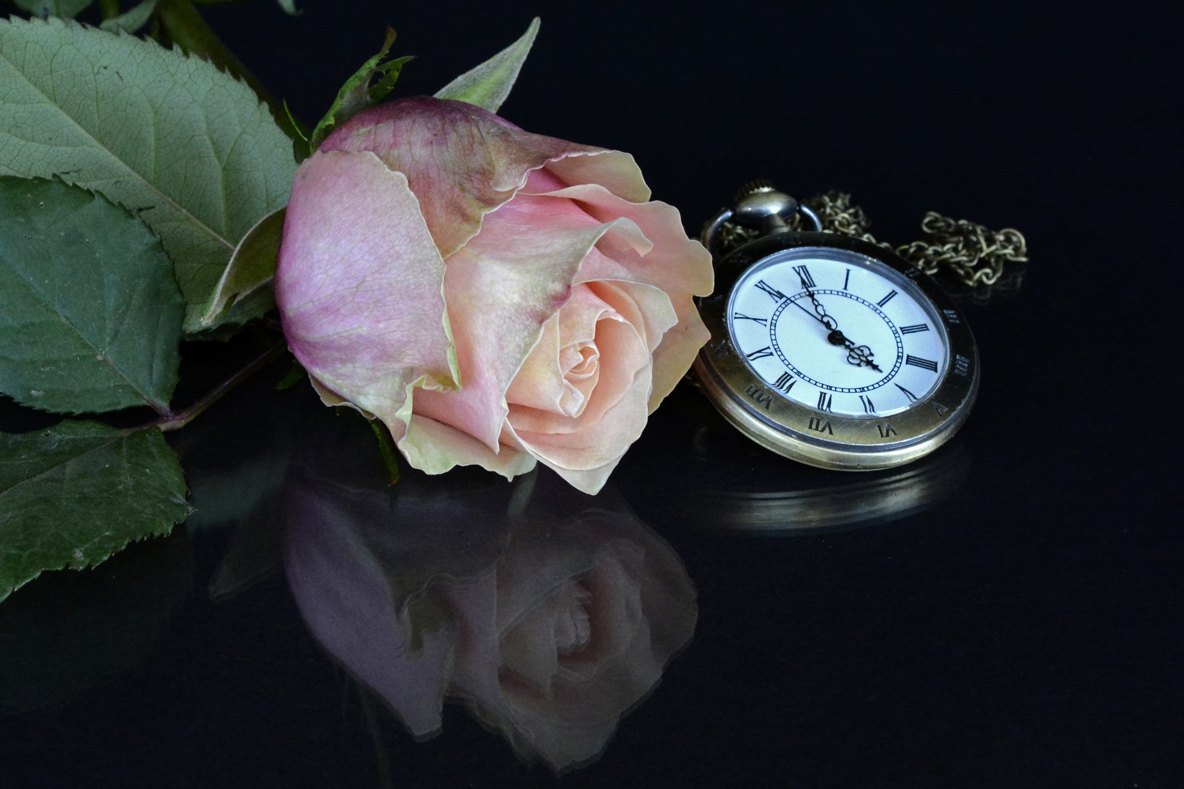 plant part, clock, nature, fragrance, pocket watch, still life, table, 4K, freshness, black background, romantic, flora, beautiful, reflection, pink color, HD Wallpaper