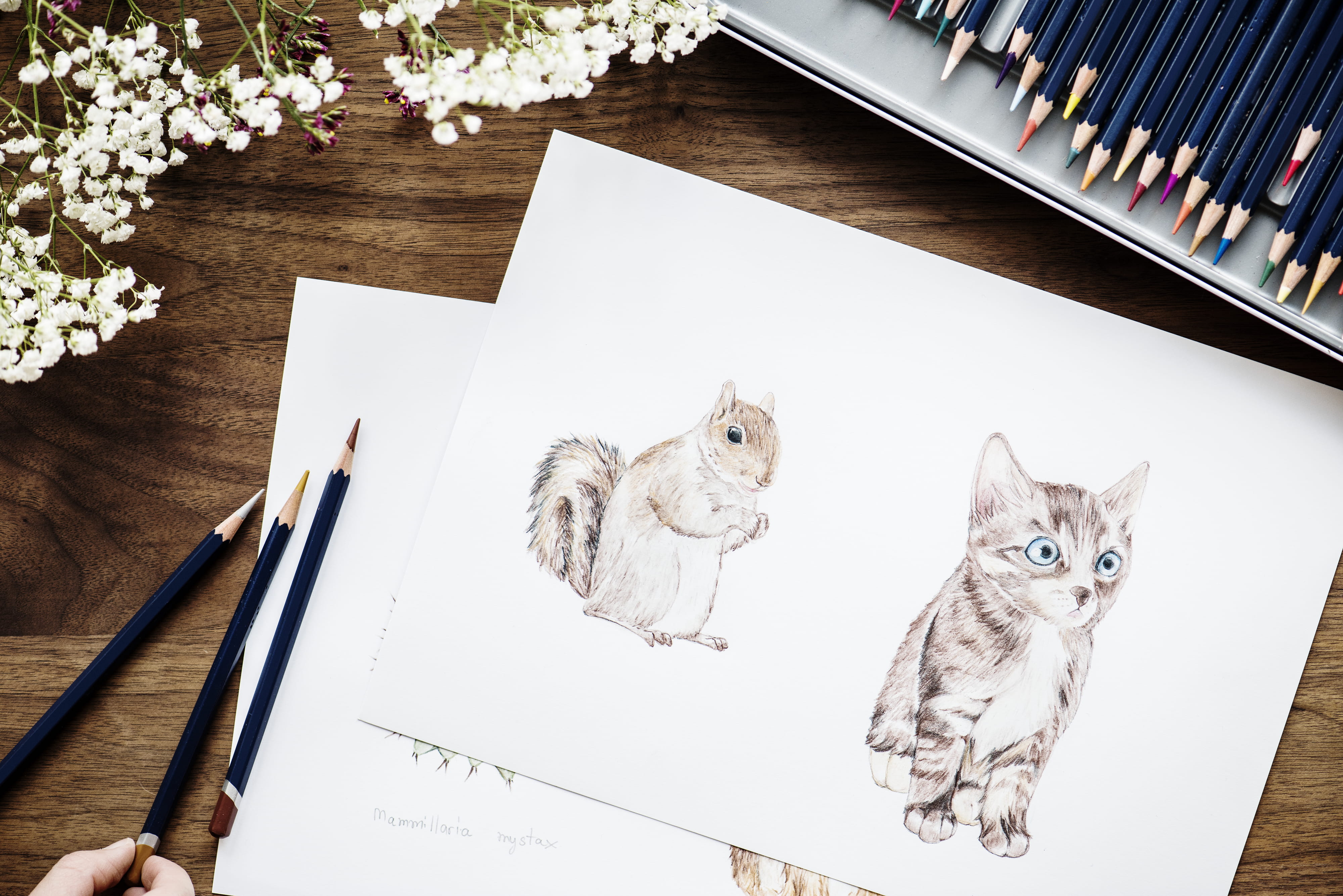 bright, wood, work, brown, colors, sitting, mammal, indoors, art, design, book, whisker, animals, working, color pencils, feline, drawing, illustration, HD Wallpaper