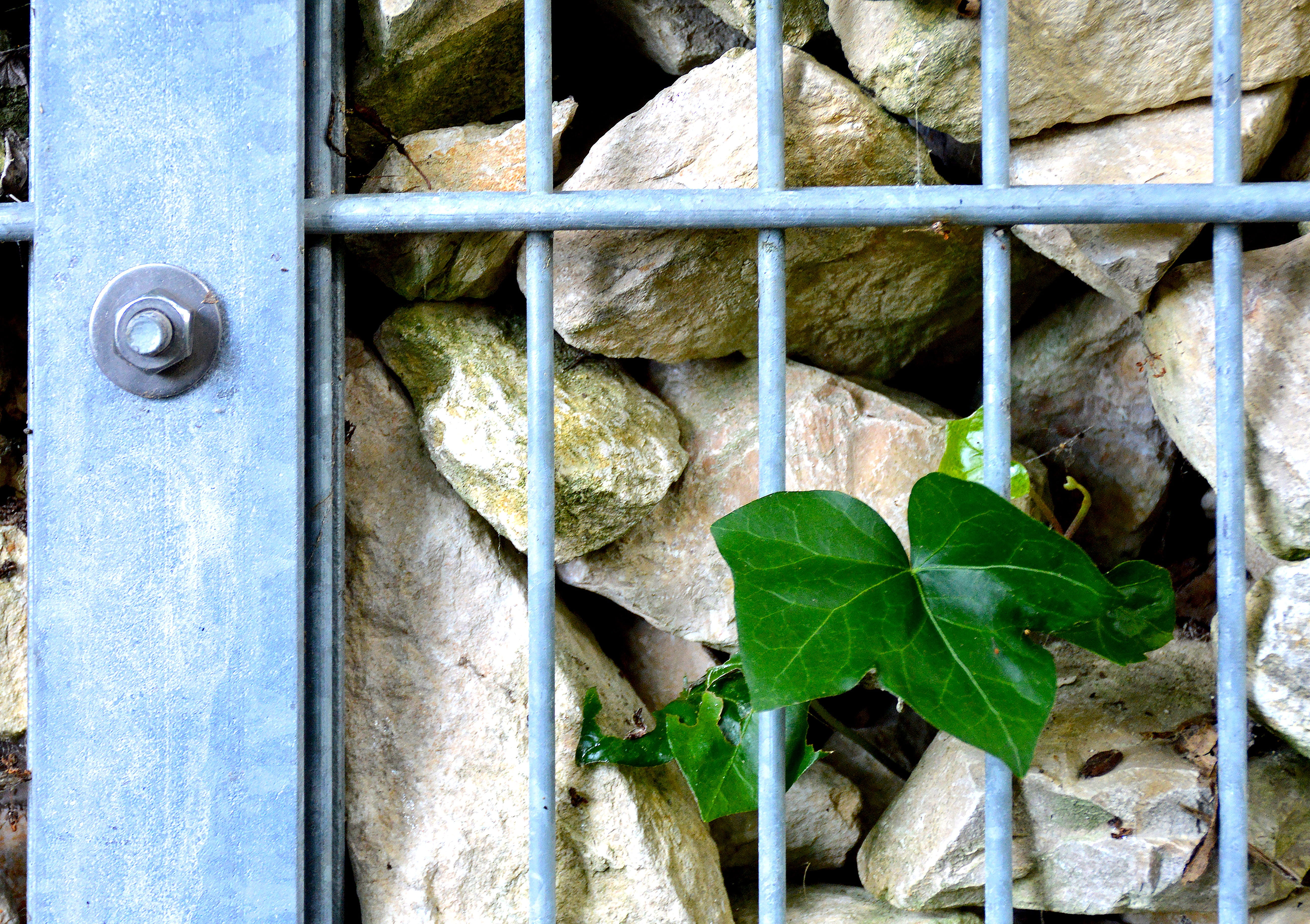 design, nature, wall decoration, element, security, 5K, day, close-up, outdoors, stones, leaf, one animal, pets, boundary, metal, no people, fence, front yard, HD Wallpaper