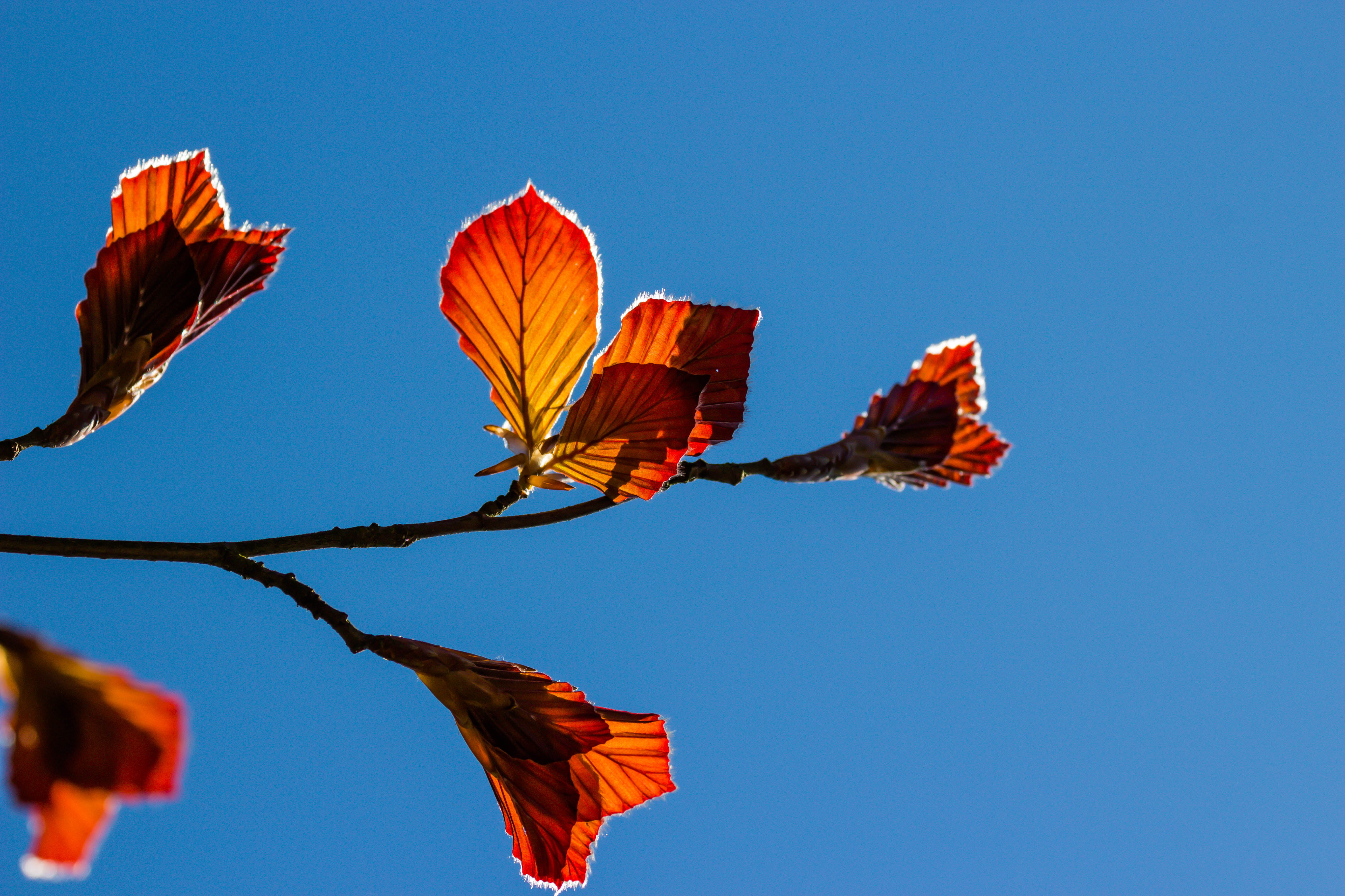 blue, brown, daytime, shallow, shallow focus, Backlit, focus, nature, red, outdoors, leaf, beauty In Nature, leaves, copper beech, 5K, HD Wallpaper