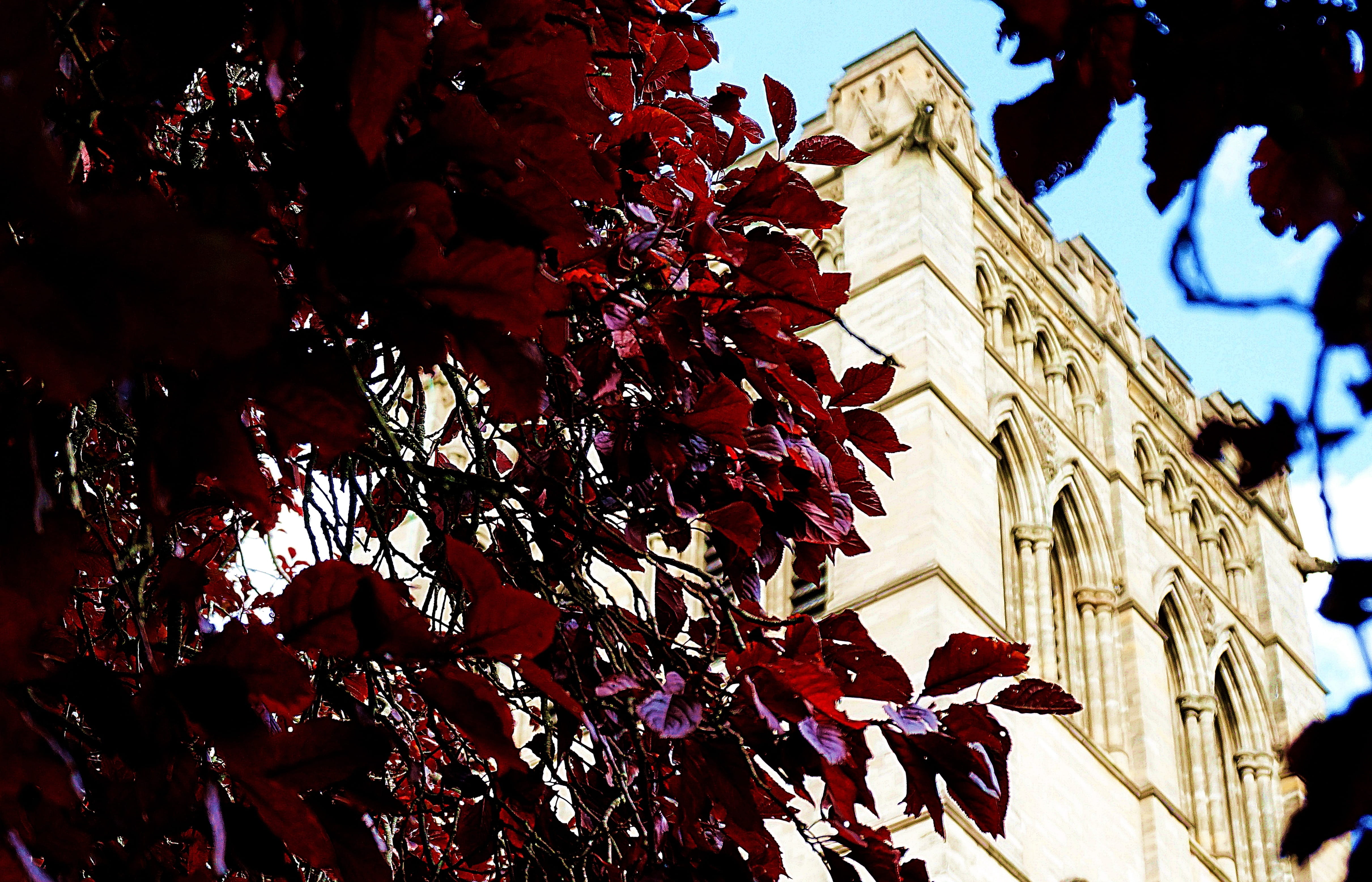 day, no people, outdoors, leaf, beauty in nature, red, tree, cathedral, nature, autumn, building exterior, focus on foreground, plant part, christian, branch, HD Wallpaper