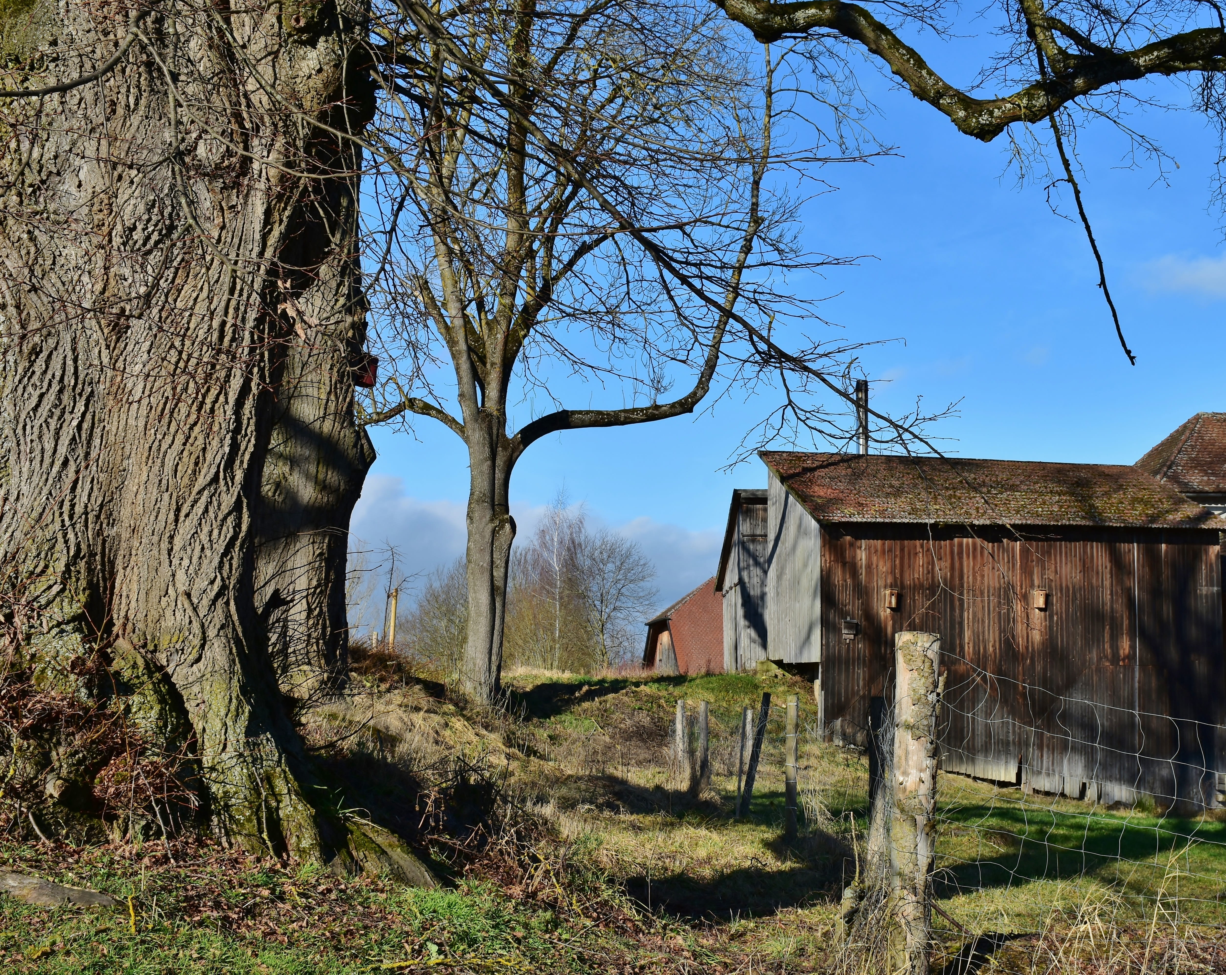 barn, trunk, house, no people, deterioration, leafless, bare tree, building exterior, building, 4K, leave, ruined, blue, built structure, mood, trees, HD Wallpaper