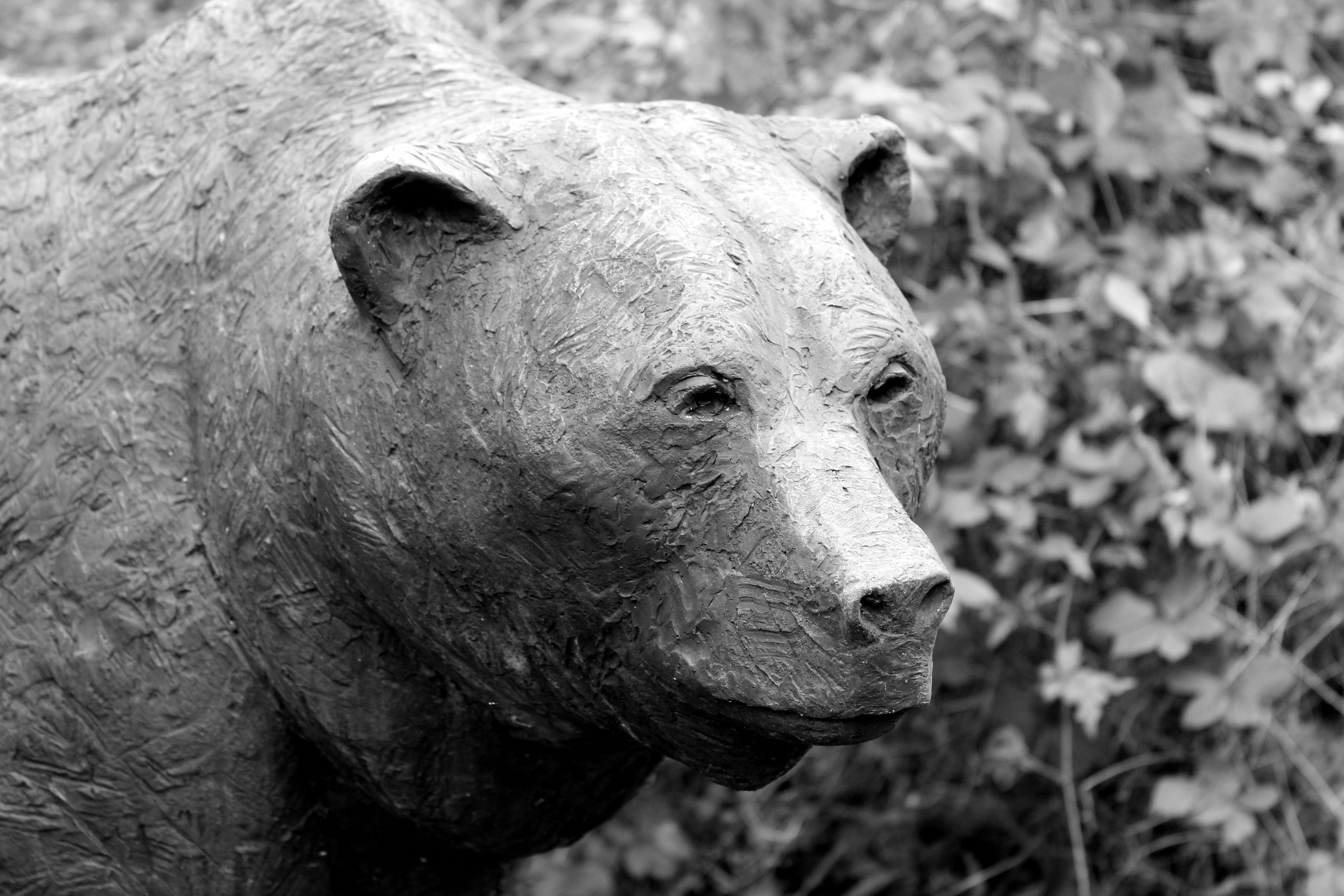 animal wildlife, worpswede, one animal, livestock, stone, animal themes, looking, outdoors, focus on foreground, day, mammal, snout, close-up, arts crafts, HD Wallpaper