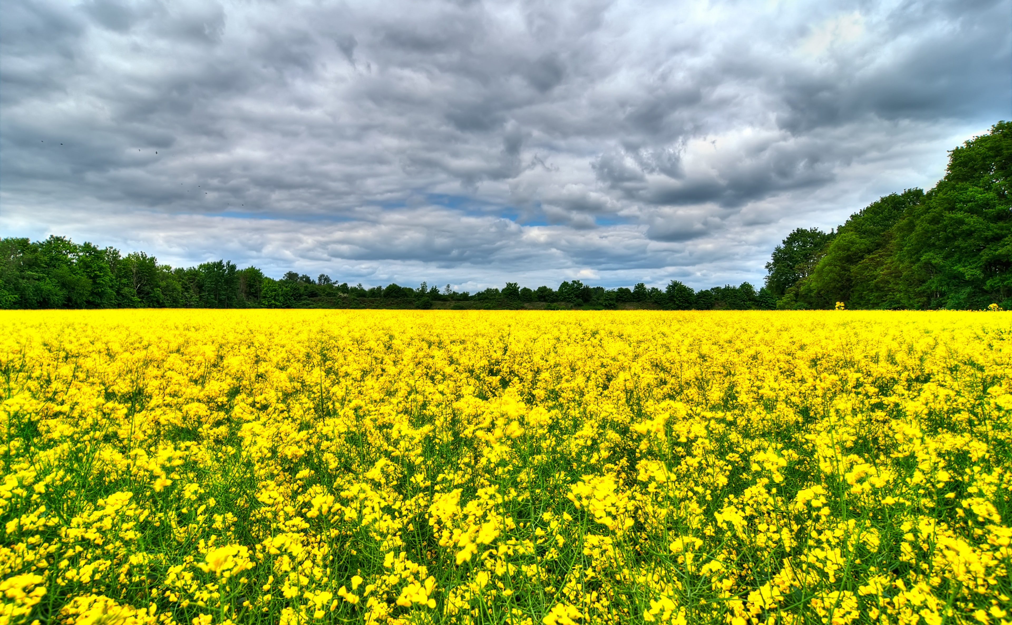 flowering plant, land, Rapeseed, Rapsfeld, beauty in nature, agriculture, Northern, Germany, rural scene, sky, environment, Nature, no people, scenics - nature, HD Wallpaper