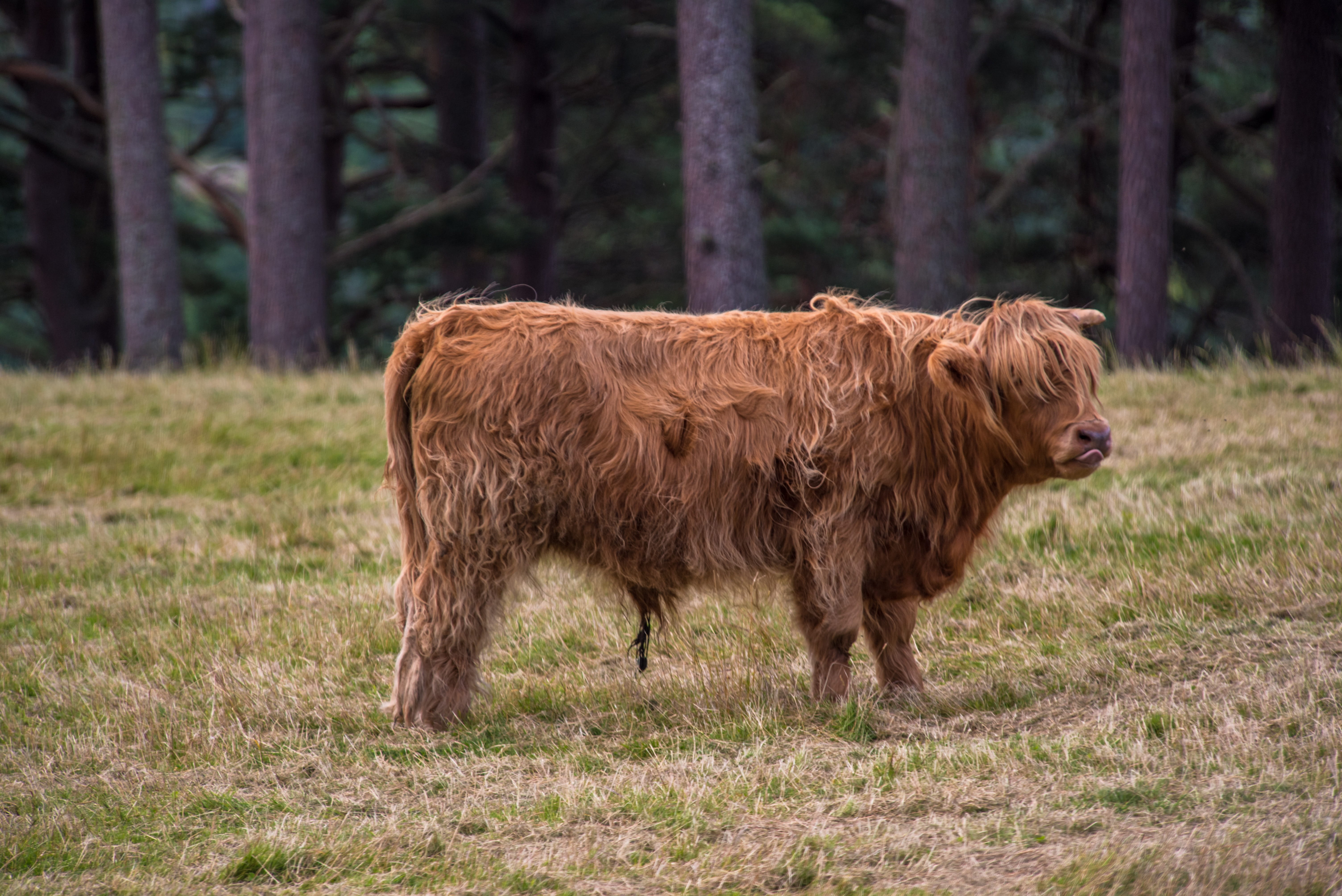 scotland, no people, standing, highland-rinder, hof, nature, hairy, domestic, pets, grass, plant, domestic animals, 5K, one animal, mammal, field, cattle, HD Wallpaper