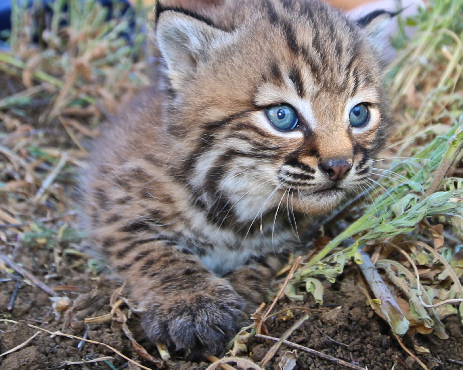 tabby, brown, 1080P, intent, field, domestic animals, animal, plant, looking at camera, animal themes, whisker, domestic cat, nature, cat, no people, soil, HD Wallpaper