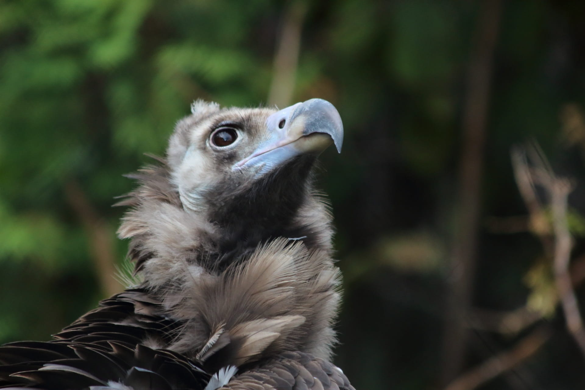 plant, animal head, no people, animal themes, animal body part, bird of prey, animals in the wild, looking away, living nature, bird, animal wildlife, day, HD Wallpaper
