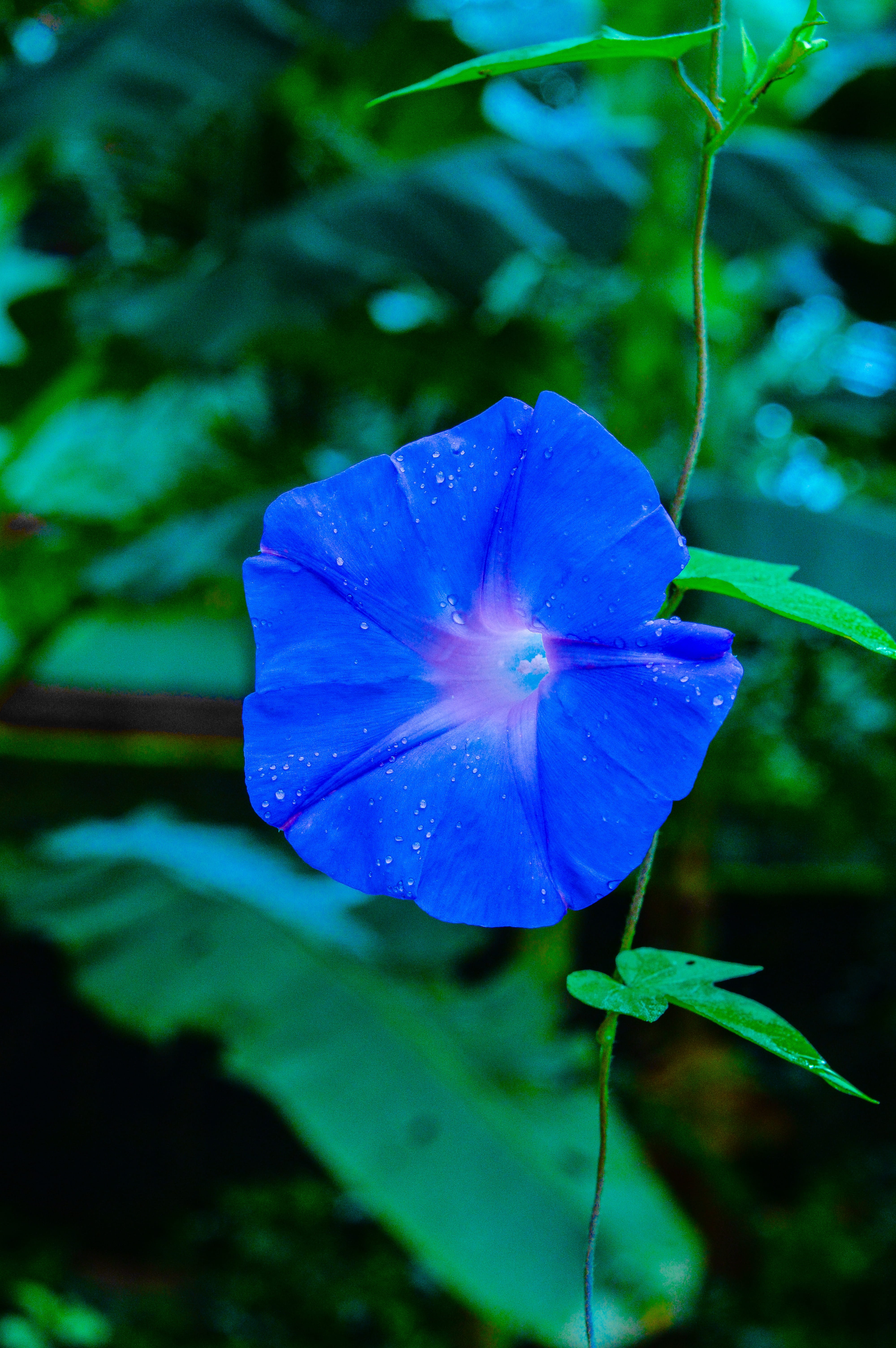green, beauty in nature, 5K, close-up, flora, fragility, gods own country, bright, kerala, india, day, inflorescence, happiness, petal, no people, garden, Phone HD Wallpaper
