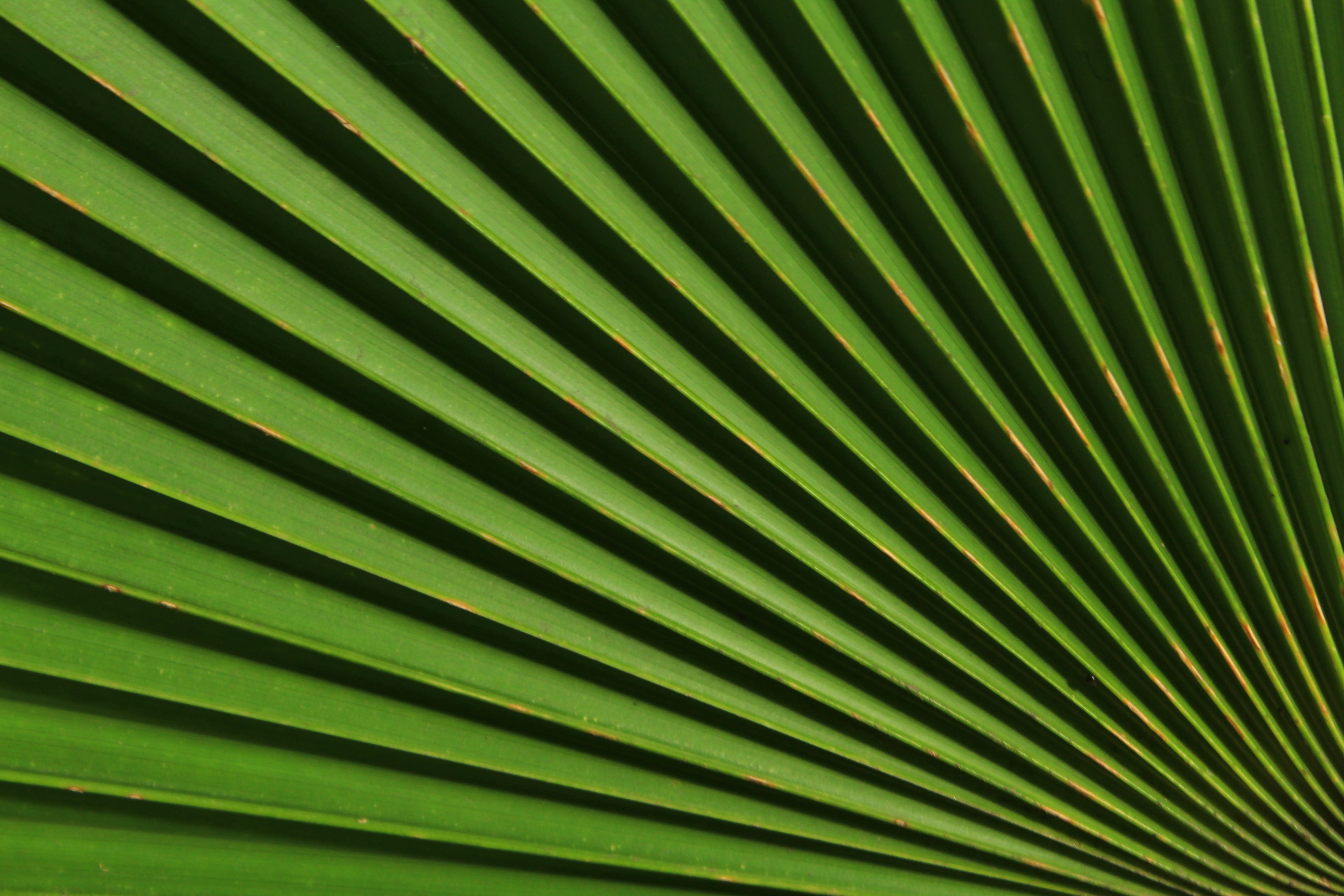 nature, line, textured, pattern, green, milan, surakarta, beauty in nature, close-up, green color, gorgeous, frond, full frame, interesting, plant, outdoors, HD Wallpaper