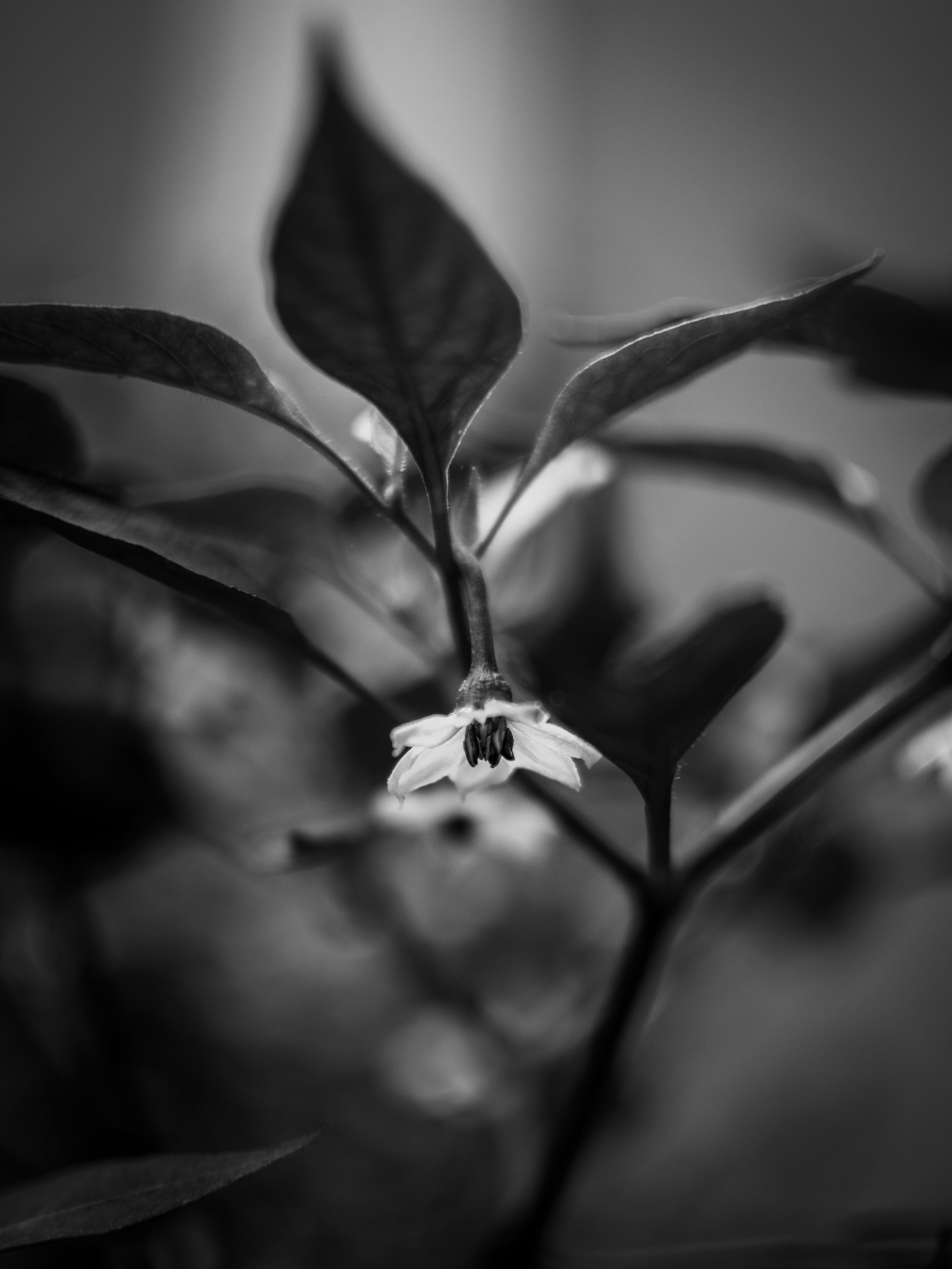mono, no people, flowering plant, leaf, invertebrate, animal themes, indonesia, vulnerability, fragility, macro, epic, insect, best, petal, portrait, visual, Phone HD Wallpaper
