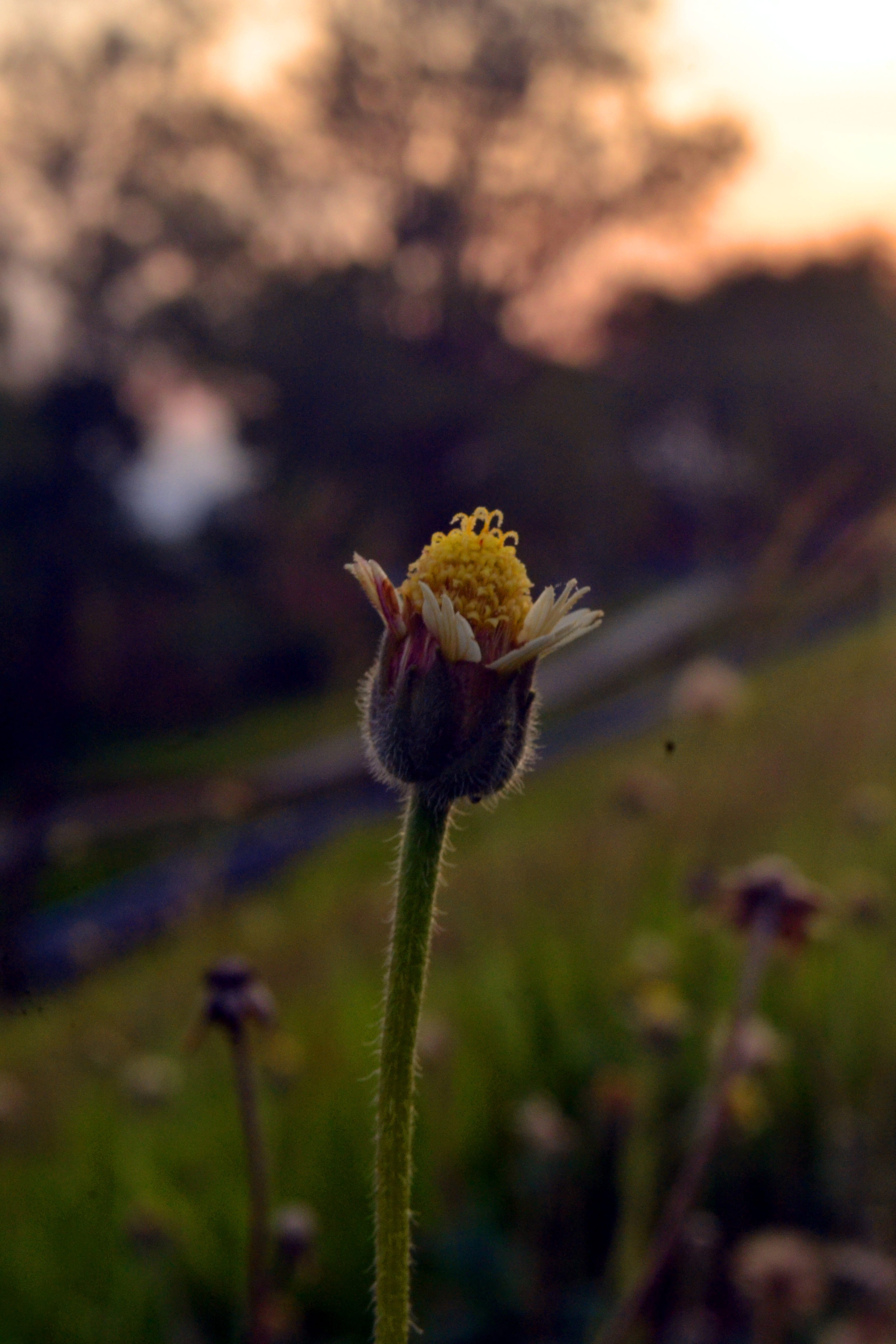 fragility, inflorescence, purple, beautiful, day, sepal, beauty in nature, focus on foreground, pollen, no people, flower head, green, flower, flowering plant, Phone HD Wallpaper