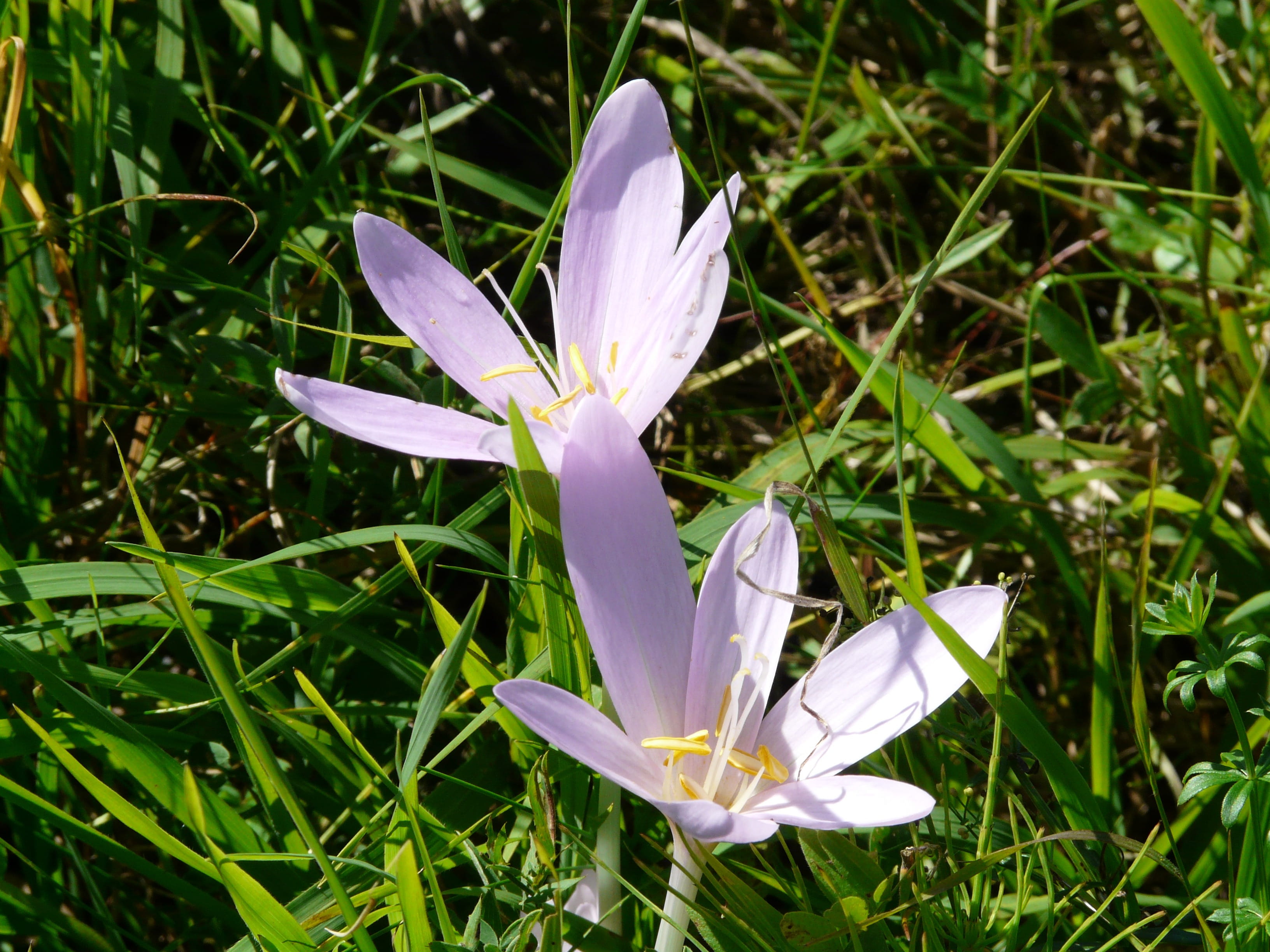 inflorescence, poisonous plant, flowering plant, Bloom, vulnerability, beauty in nature, day, green color, colchicum autumnale, outdoors, nature, crocus, HD Wallpaper