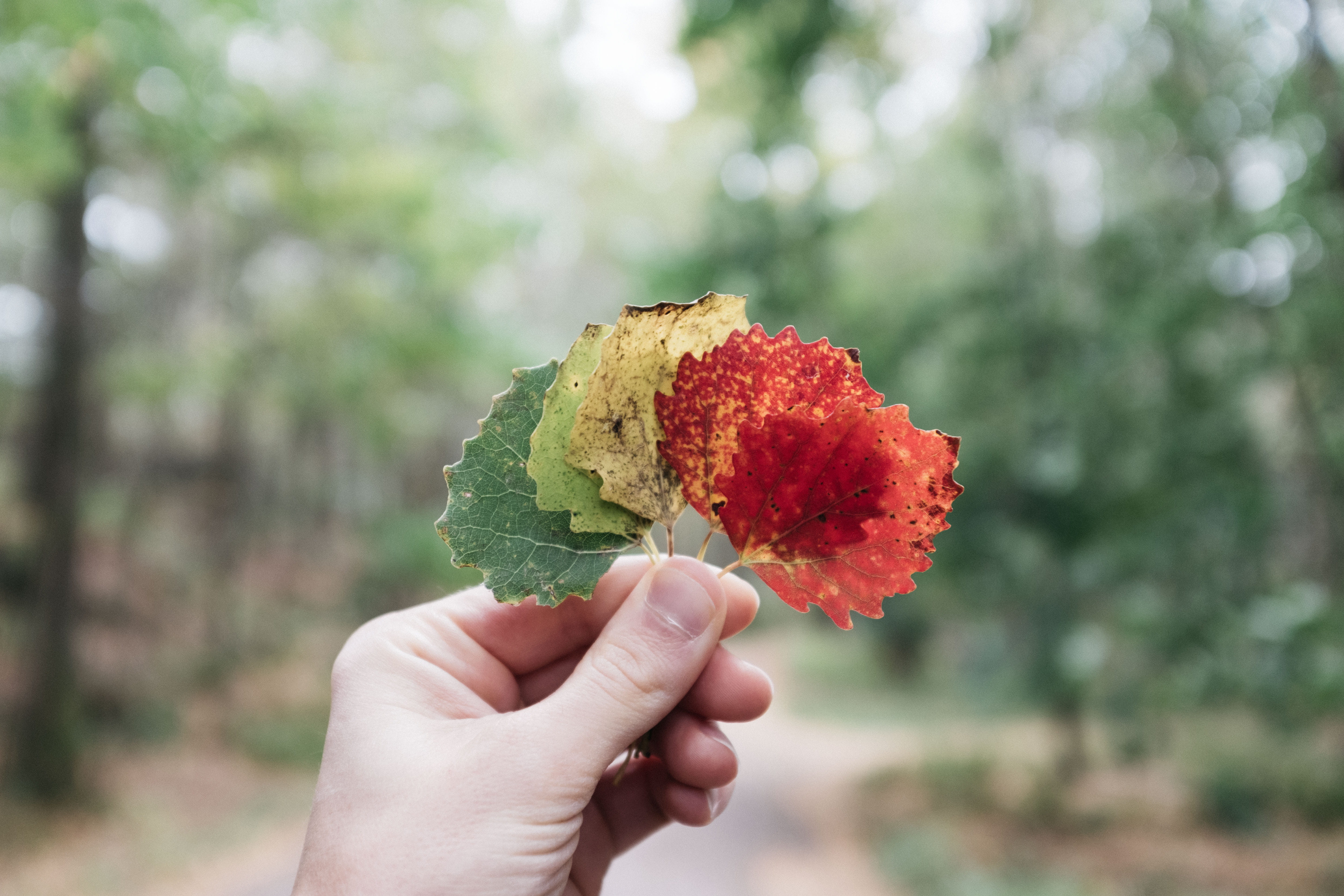 scandinavium, assorted, 5K, leaves, day, finger, leafe, person, fall, outdoors, green color, healthy eating, freshness, unrecognizable person, body part, HD Wallpaper