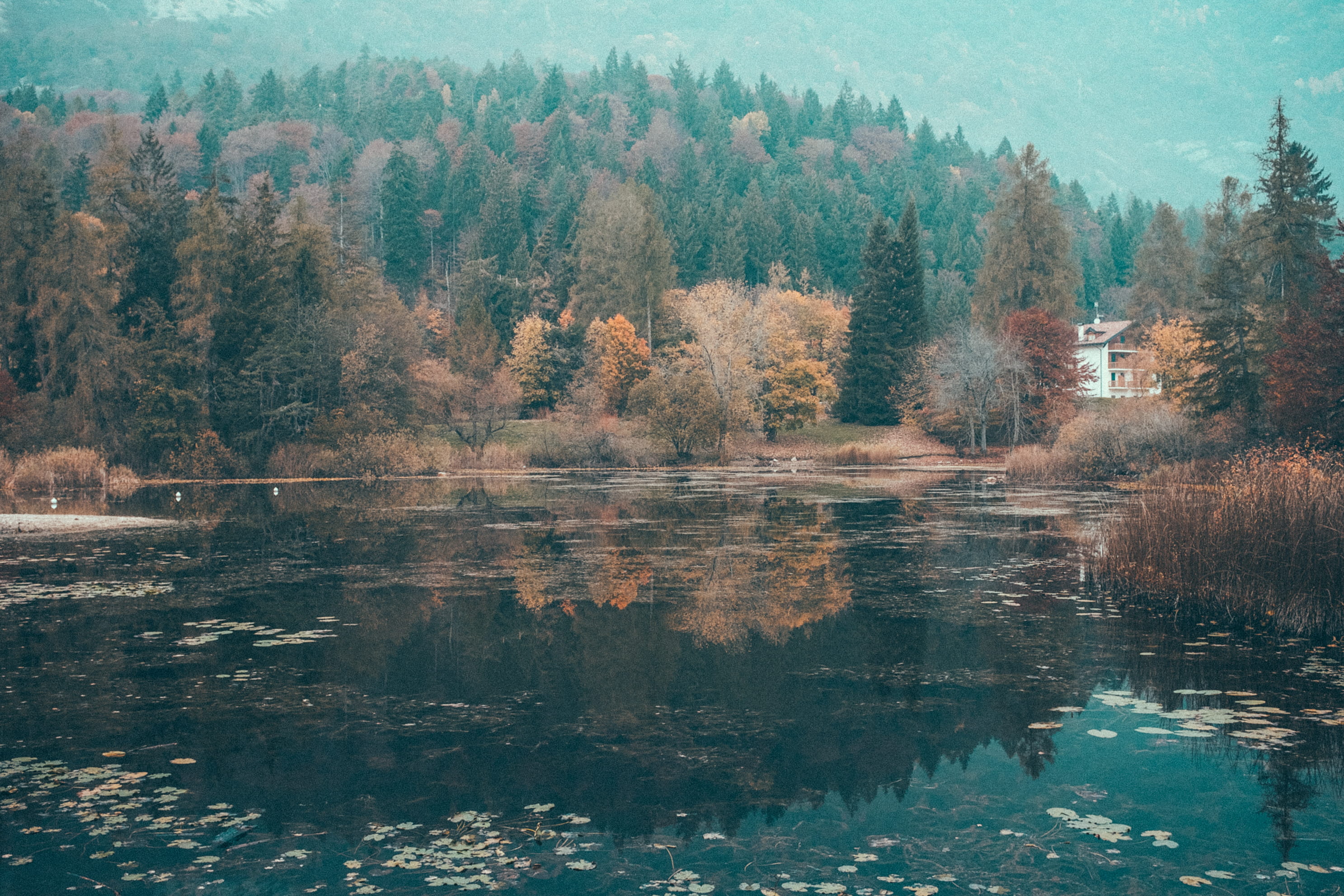day, leaves, forest, lake, plant, clouds, x100f, scenics - nature, autumn, non-urban scene, change, tranquility, leaf, fog, tree, 2K, darwin vegher, growth, HD Wallpaper