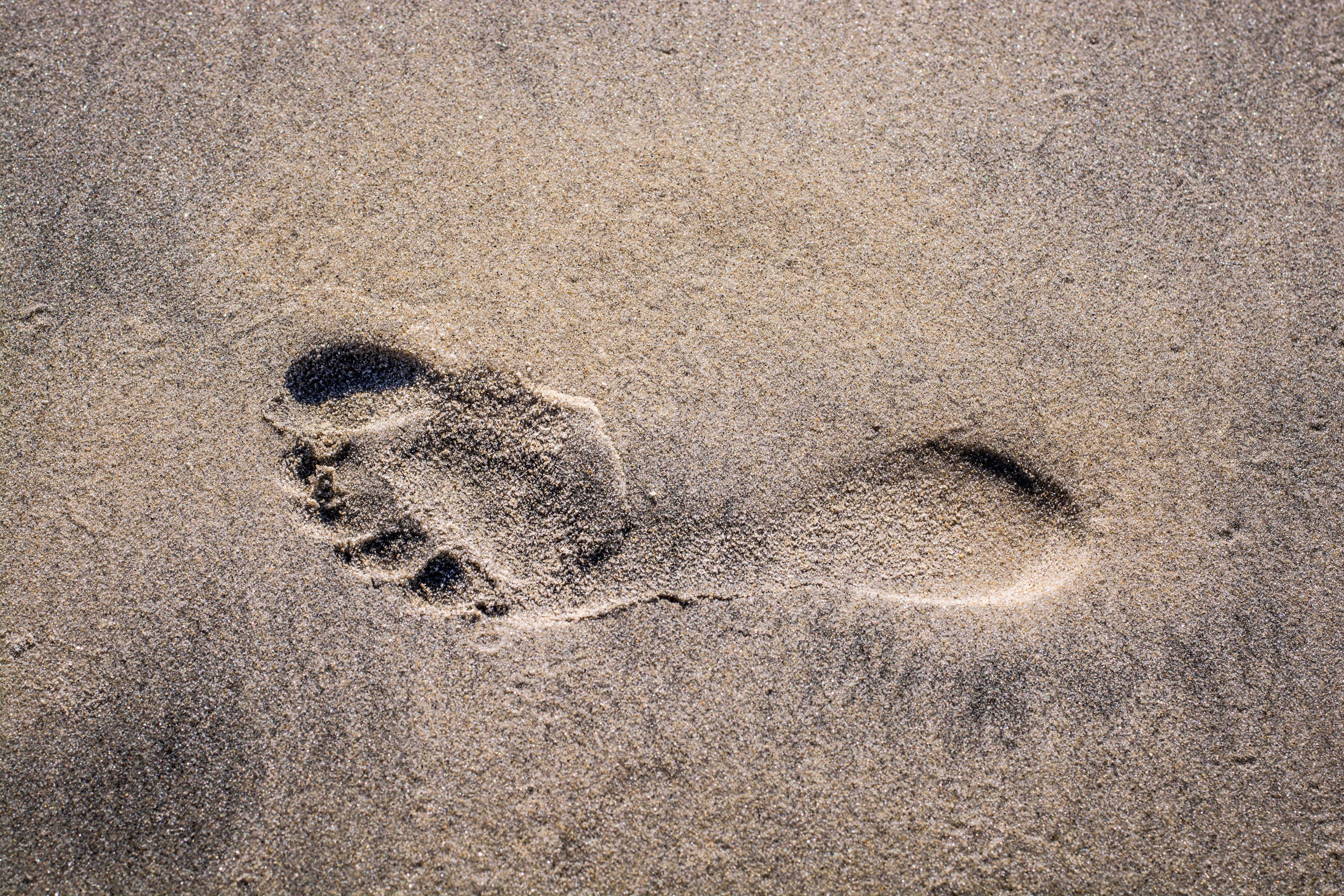 water, animal track, paw print, footprint, animal, ground, mud, 5K, track - imprint, mammal, foot, representation, textured, beach, cat, bird, close-up, HD Wallpaper
