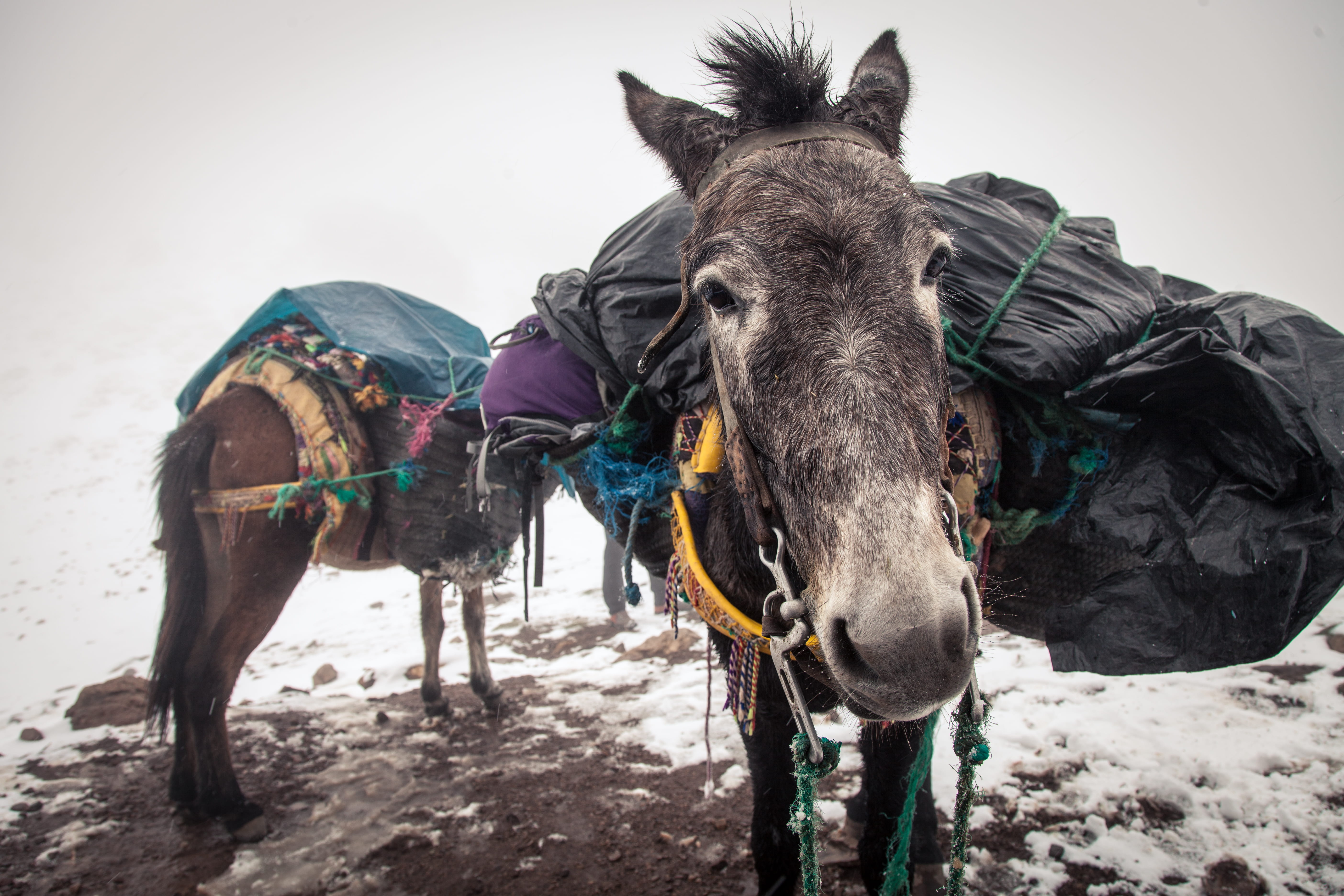pa, baggage, two, outdoors, hike, animal themes, morocco, livestock, toubkal, one animal, mountain, sky, herbivorous, africa, assistant, backpack, vertebrate, HD Wallpaper