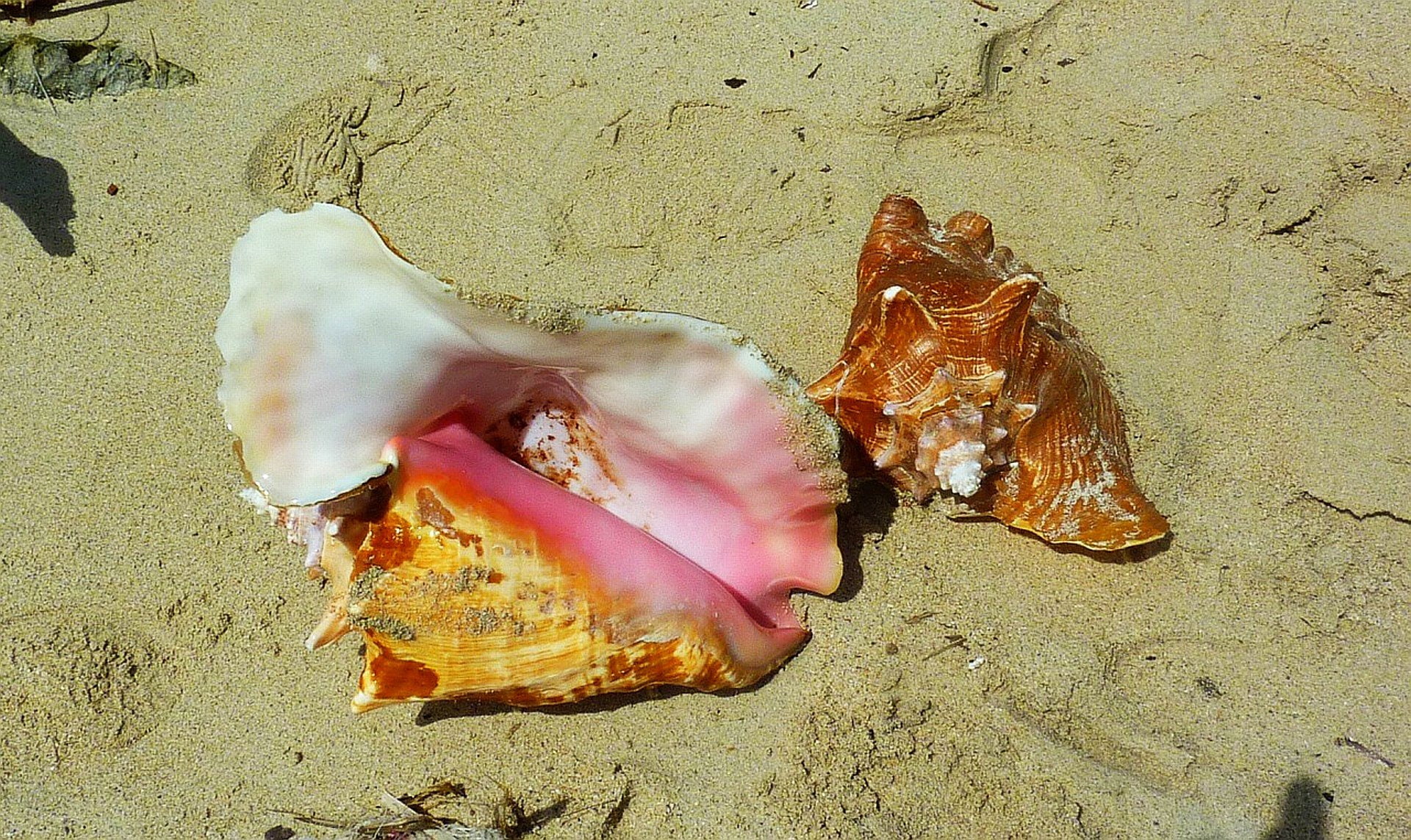 san, caribic, 1080P, sanblasisland, kuna, shells, indios, islands, HD Wallpaper