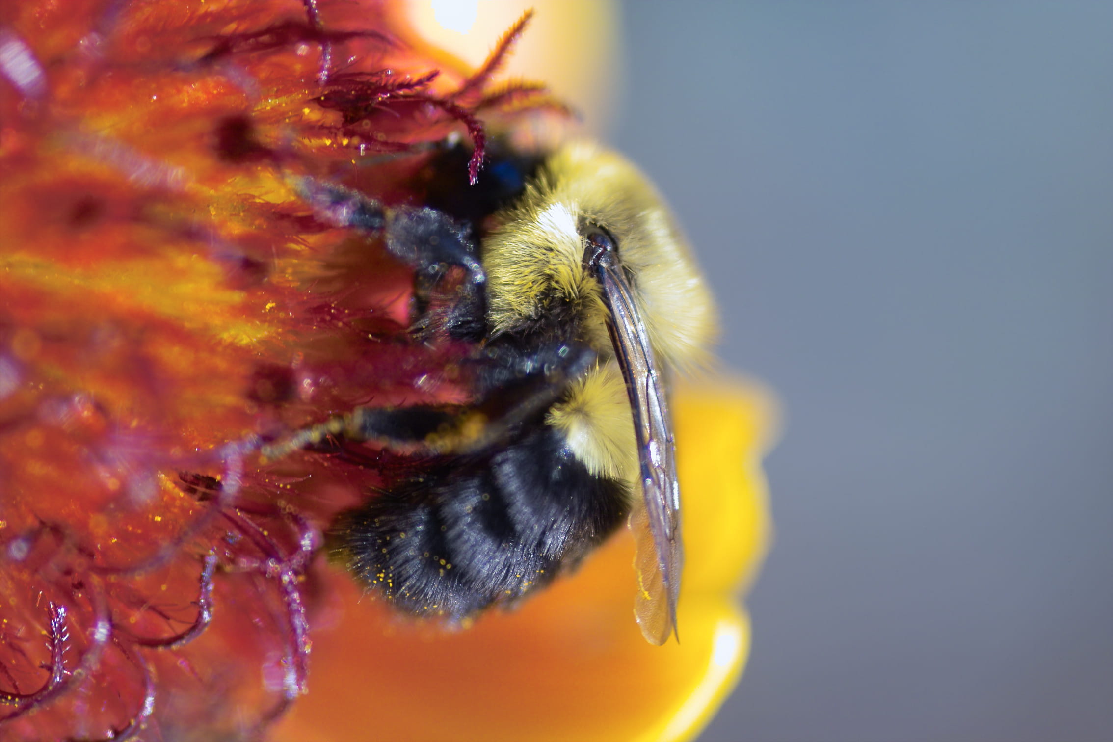  excelsior, flower head, honey bee, flower, 1080P, animals in the wild, one animal, bee, water, animal head, animal, eye, no people, pollen, HD Wallpaper