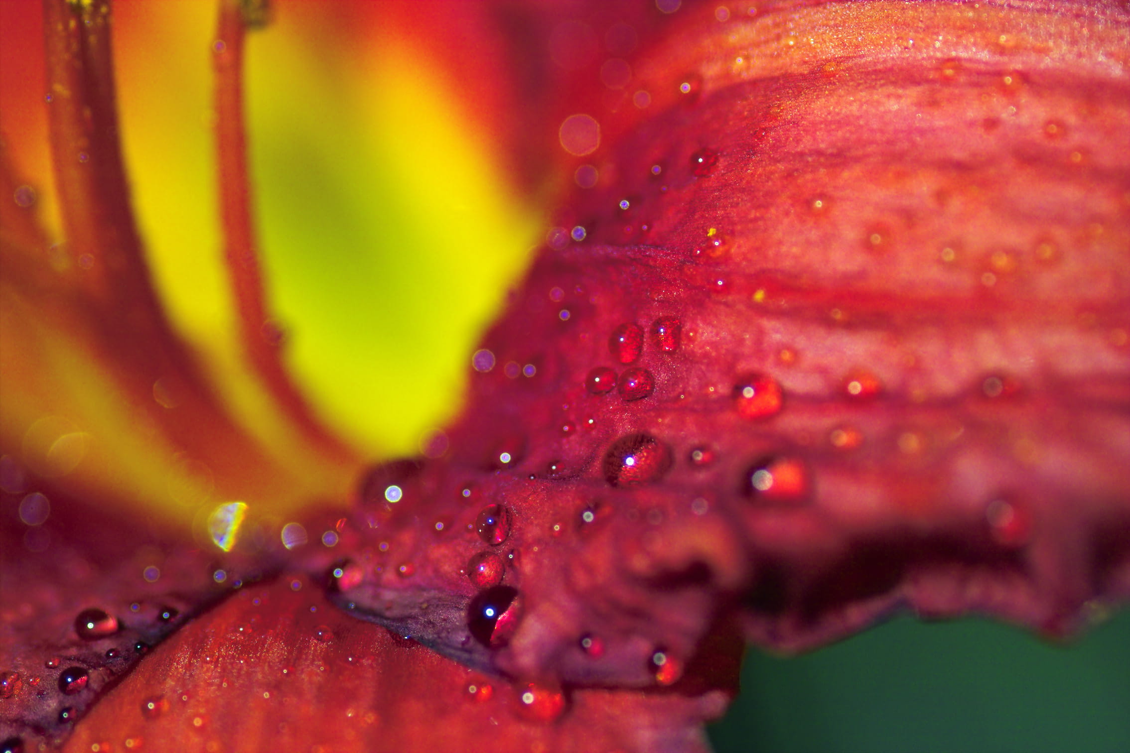 nature, freshness, flower head, strawberry, 1080P, plant, leaf, drop, drops, beauty in nature, red, wet, excelsior, no people, flowering plant, ripe, united states, HD Wallpaper