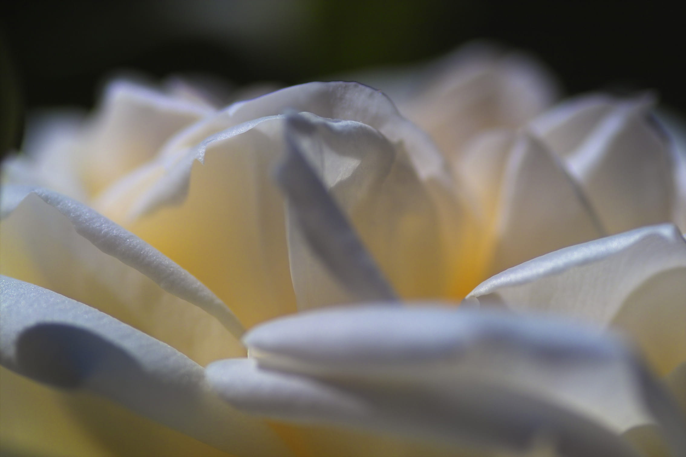 freshness, plant, flower head, rose - flower, beauty in nature, nature, fragility, vulnerability, selective focus, rose, 1080P, bokeh, united states, yellow, HD Wallpaper